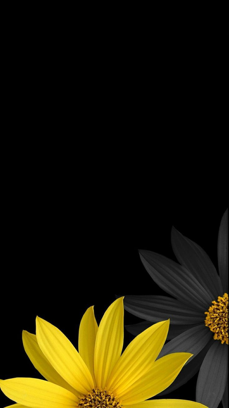 Dark Sunflower Wallpapers