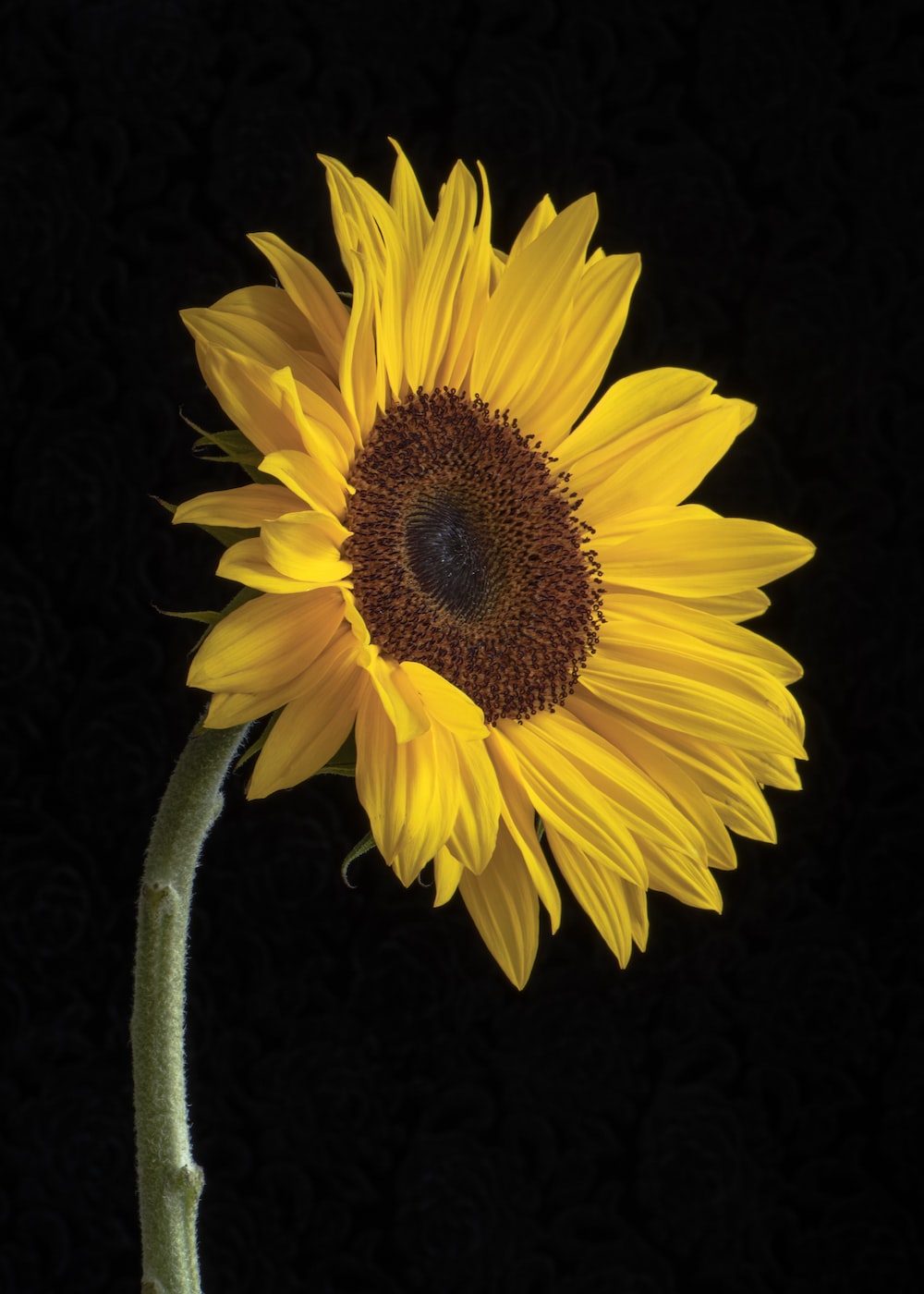 Dark Sunflower Wallpapers