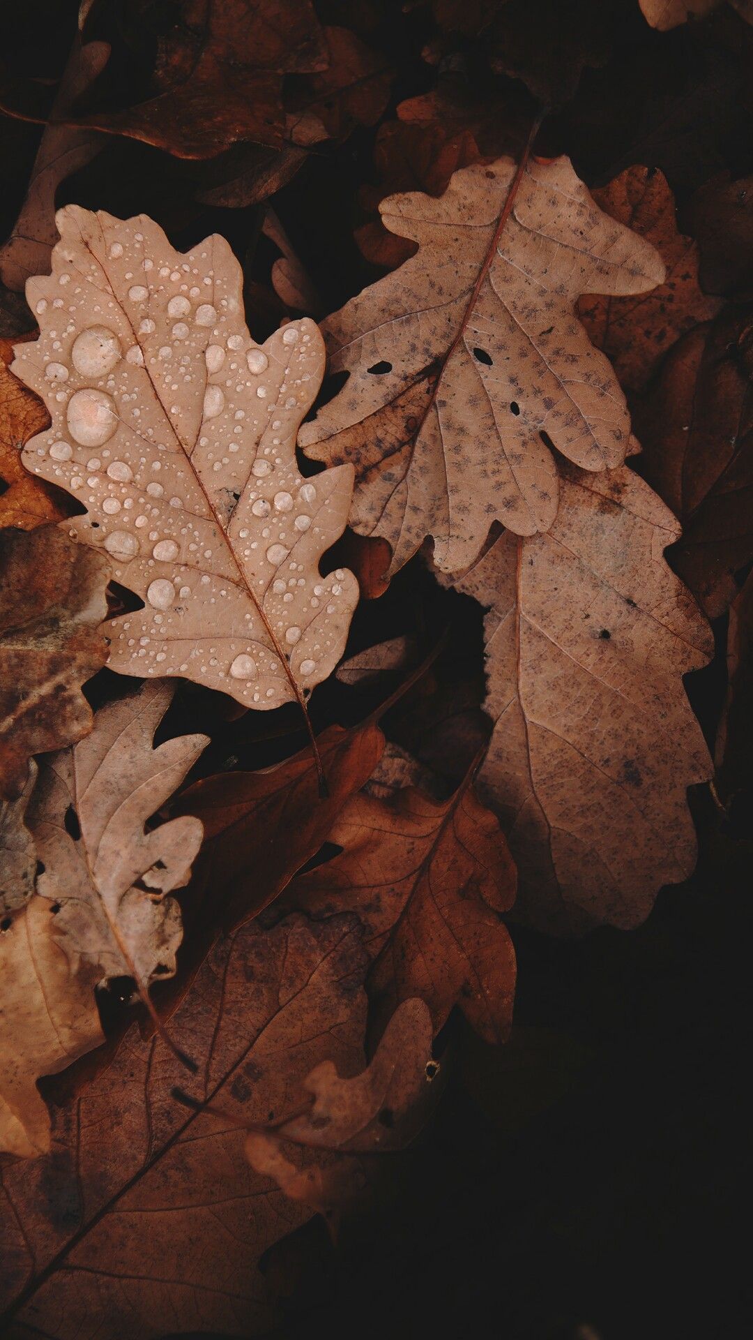 Dark Vintage Autumn Wallpapers