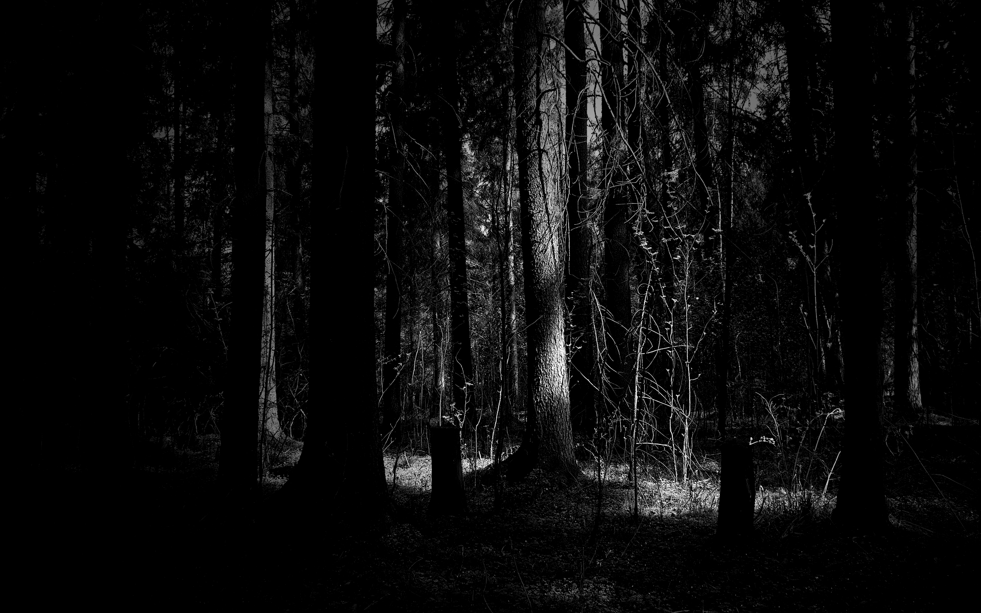 Dark Wood Wallpapers