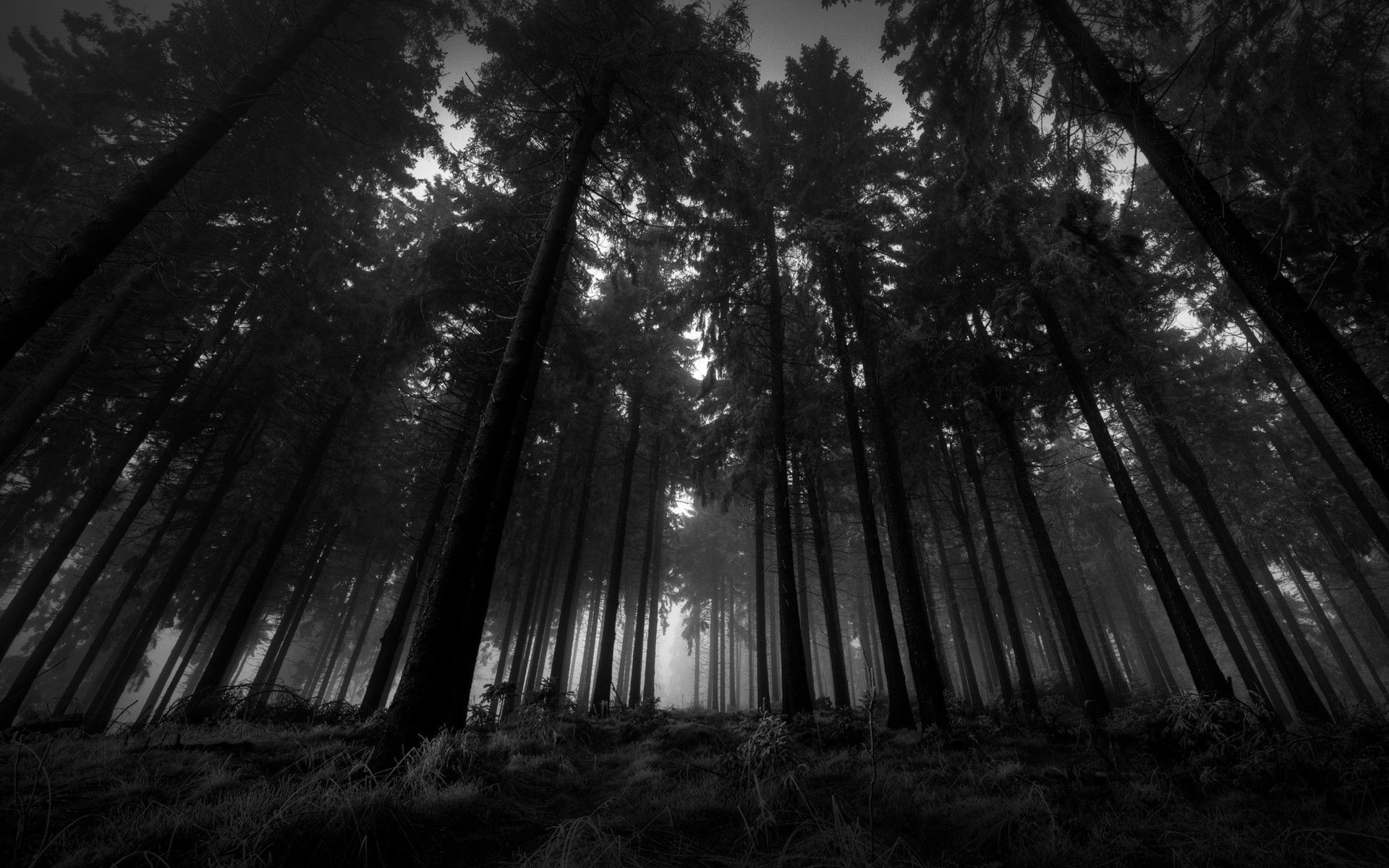 Dark Wood Wallpapers