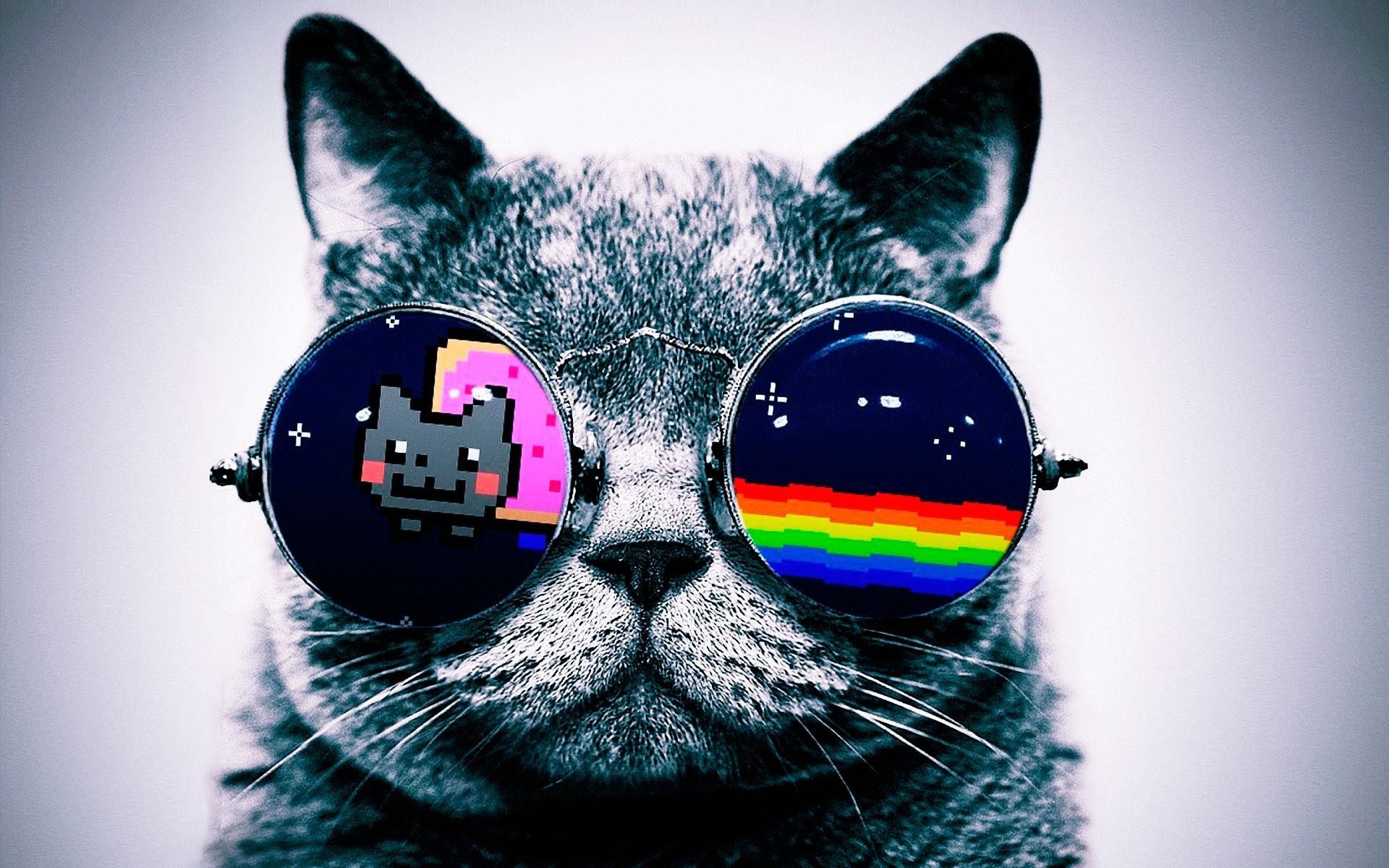 Neon Cat Hd Wallpapers