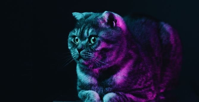 Neon Cat Hd Wallpapers