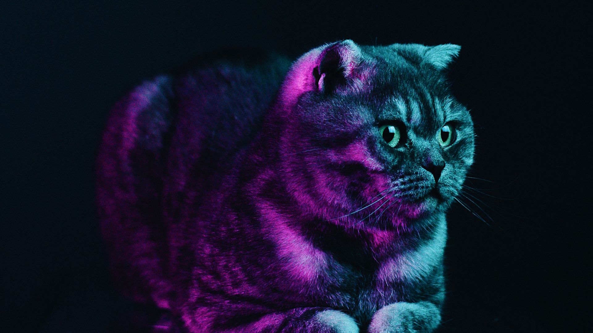 Neon Cat Hd Wallpapers