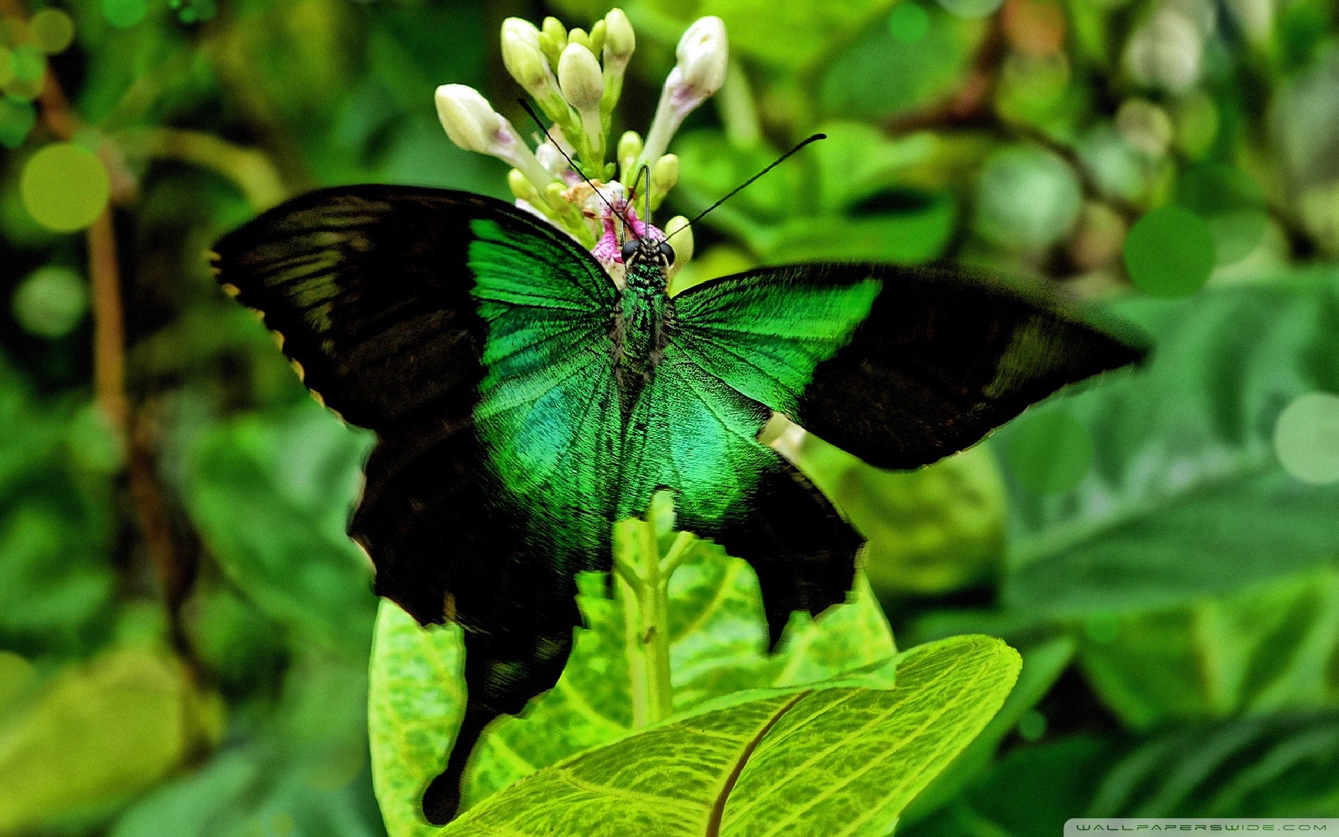 Neon Green Butterflies Wallpapers