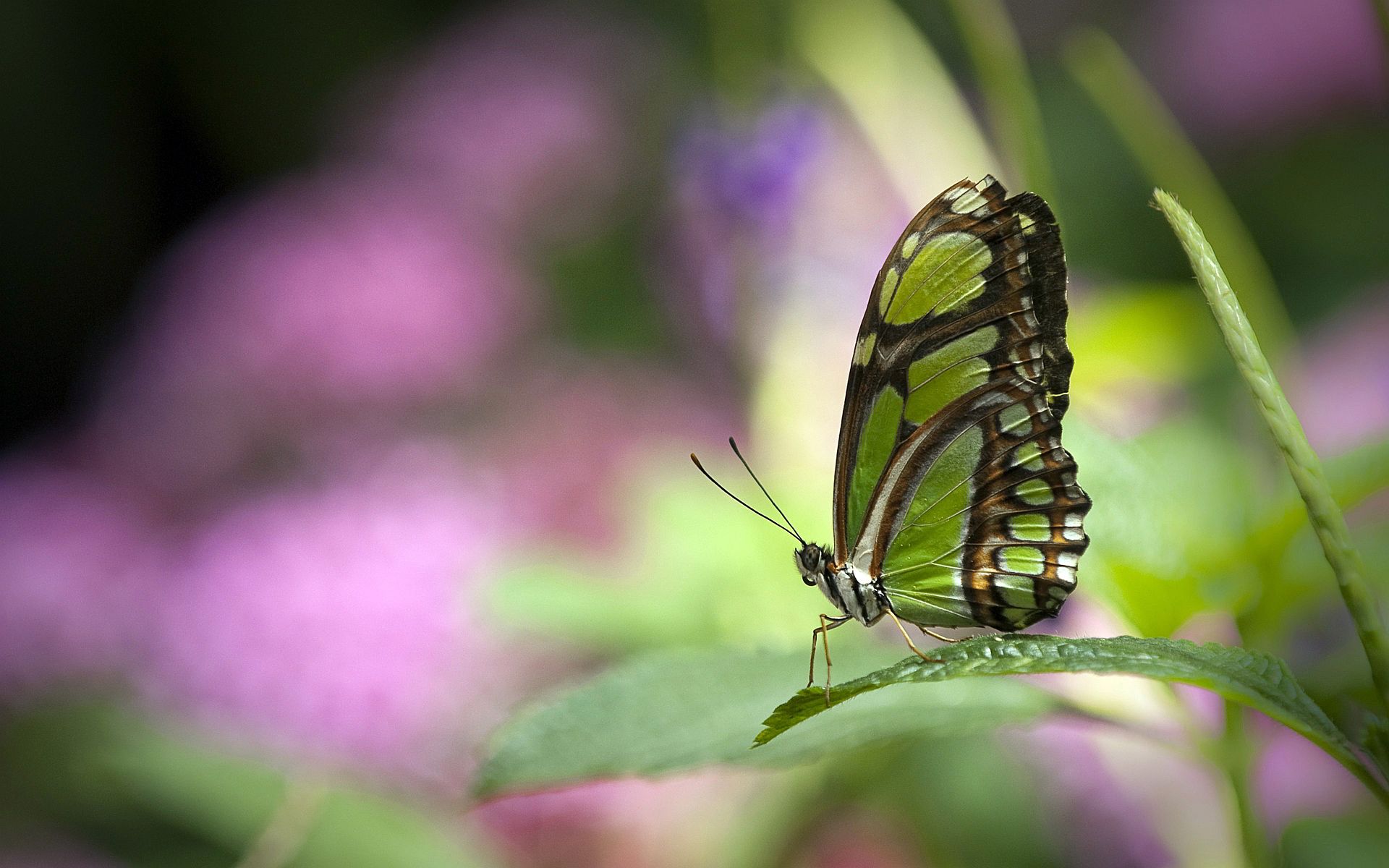 Neon Green Butterflies Wallpapers