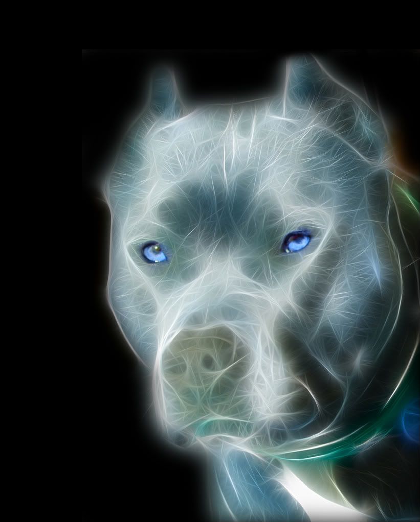 Neon Pitbull Wallpapers