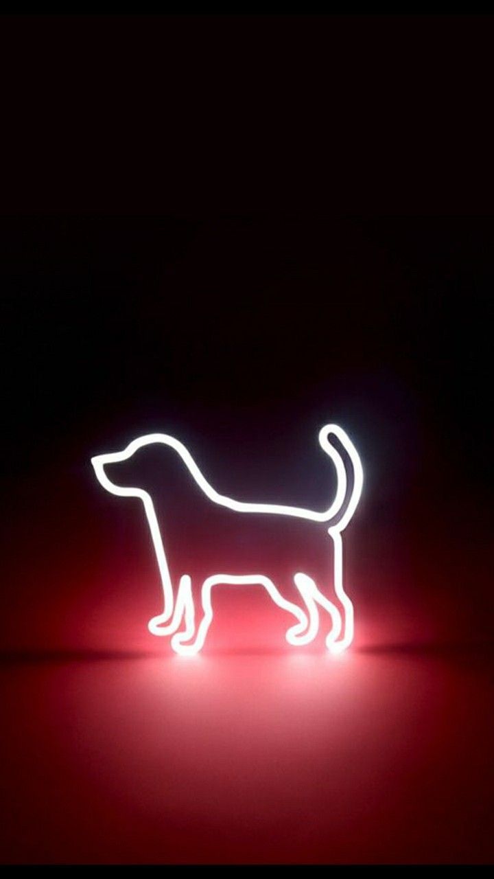 Neon Pitbull Wallpapers