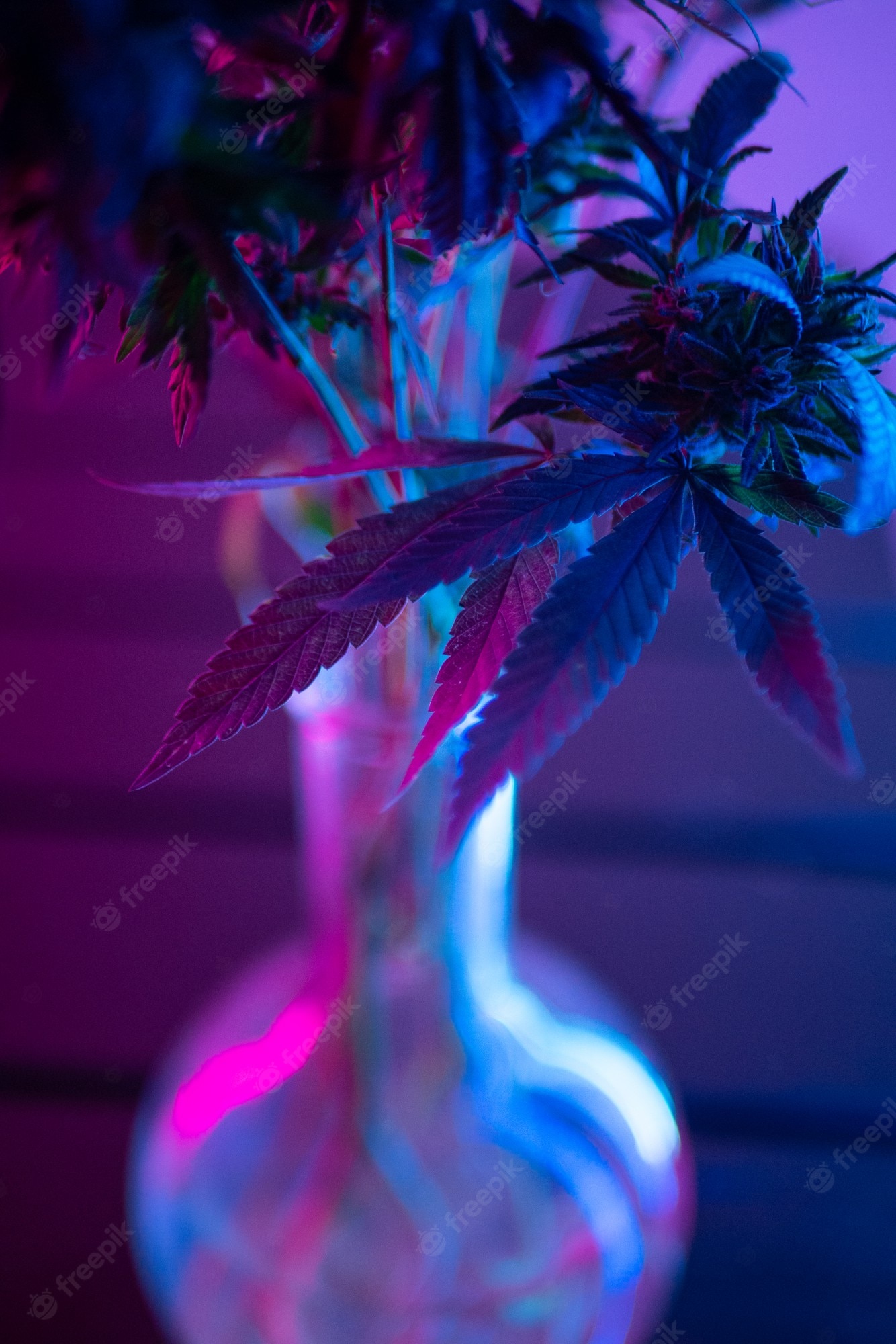 Neon Weed Wallpapers