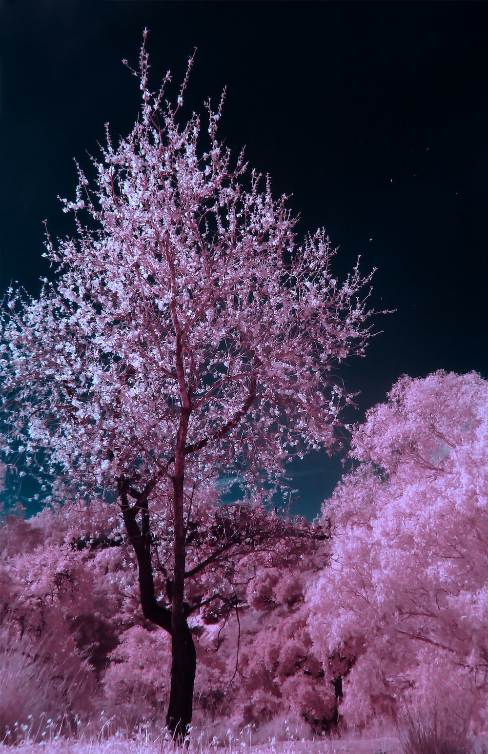 Night Cherry Blossom Wallpapers