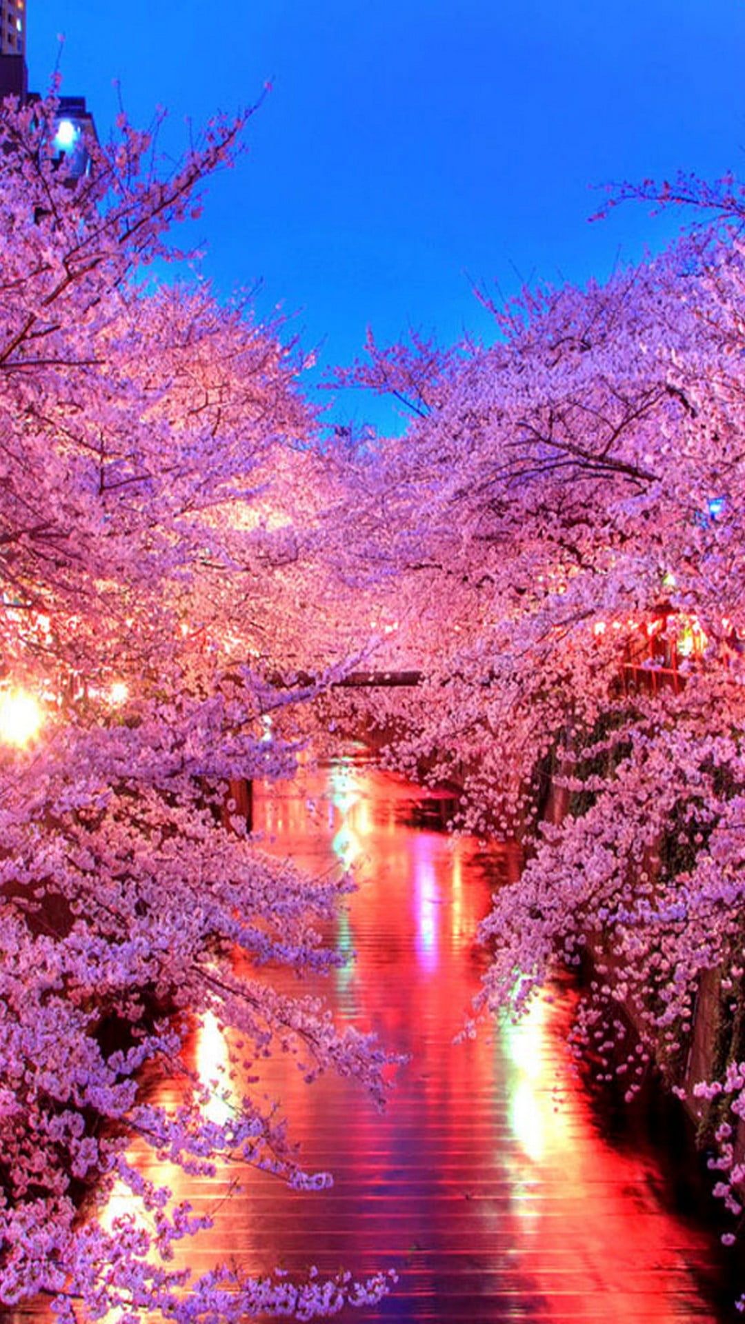 Night Cherry Blossom Wallpapers