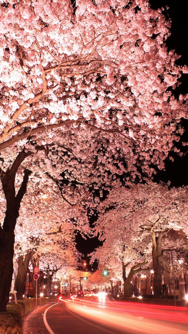 Night Cherry Blossom Wallpapers