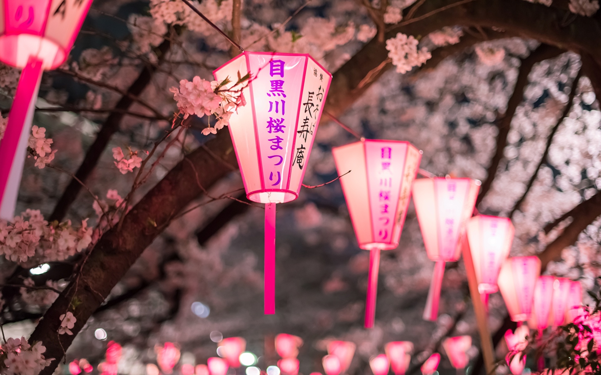 Night Cherry Blossom Wallpapers