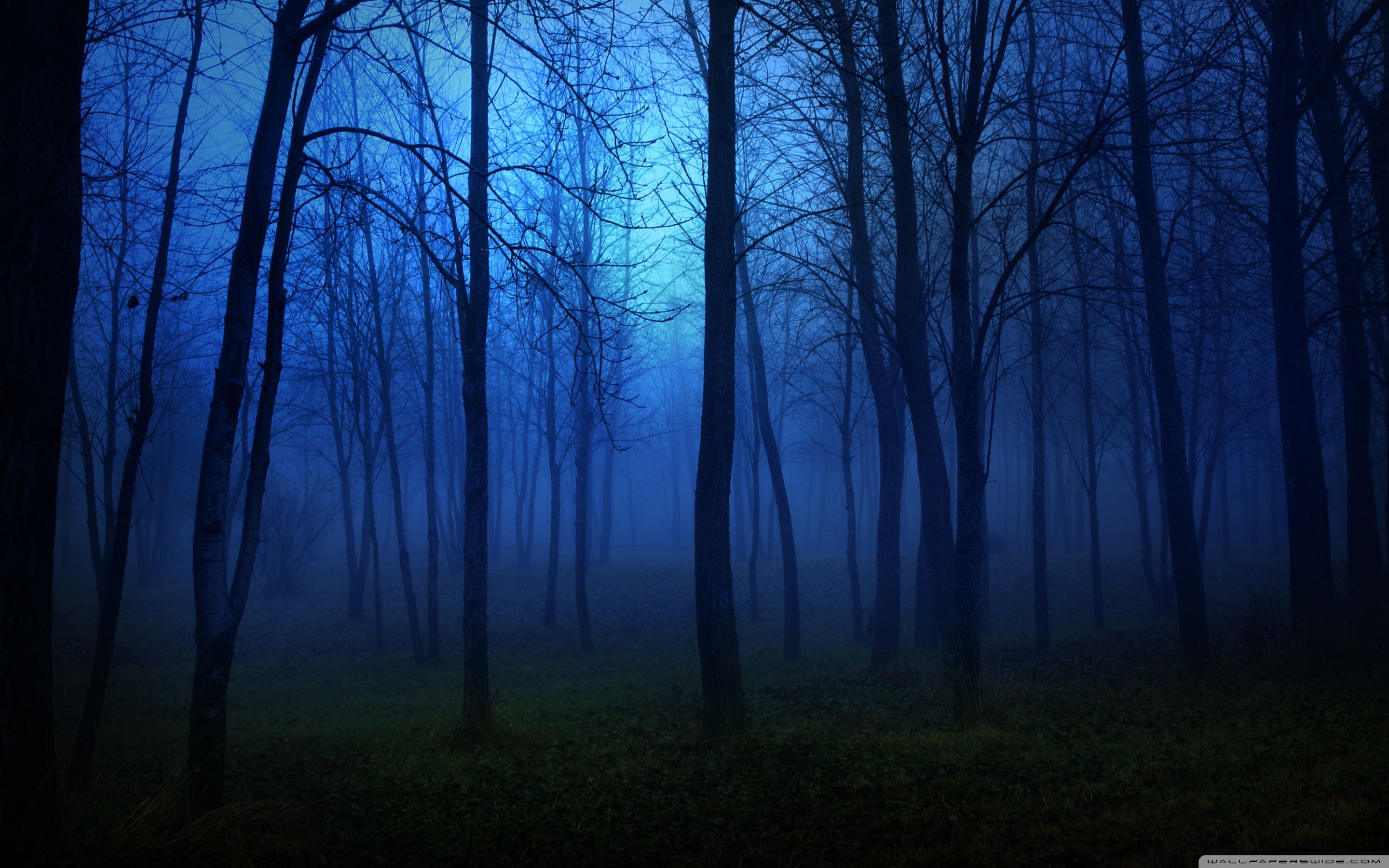 Night Time Forest Wallpapers