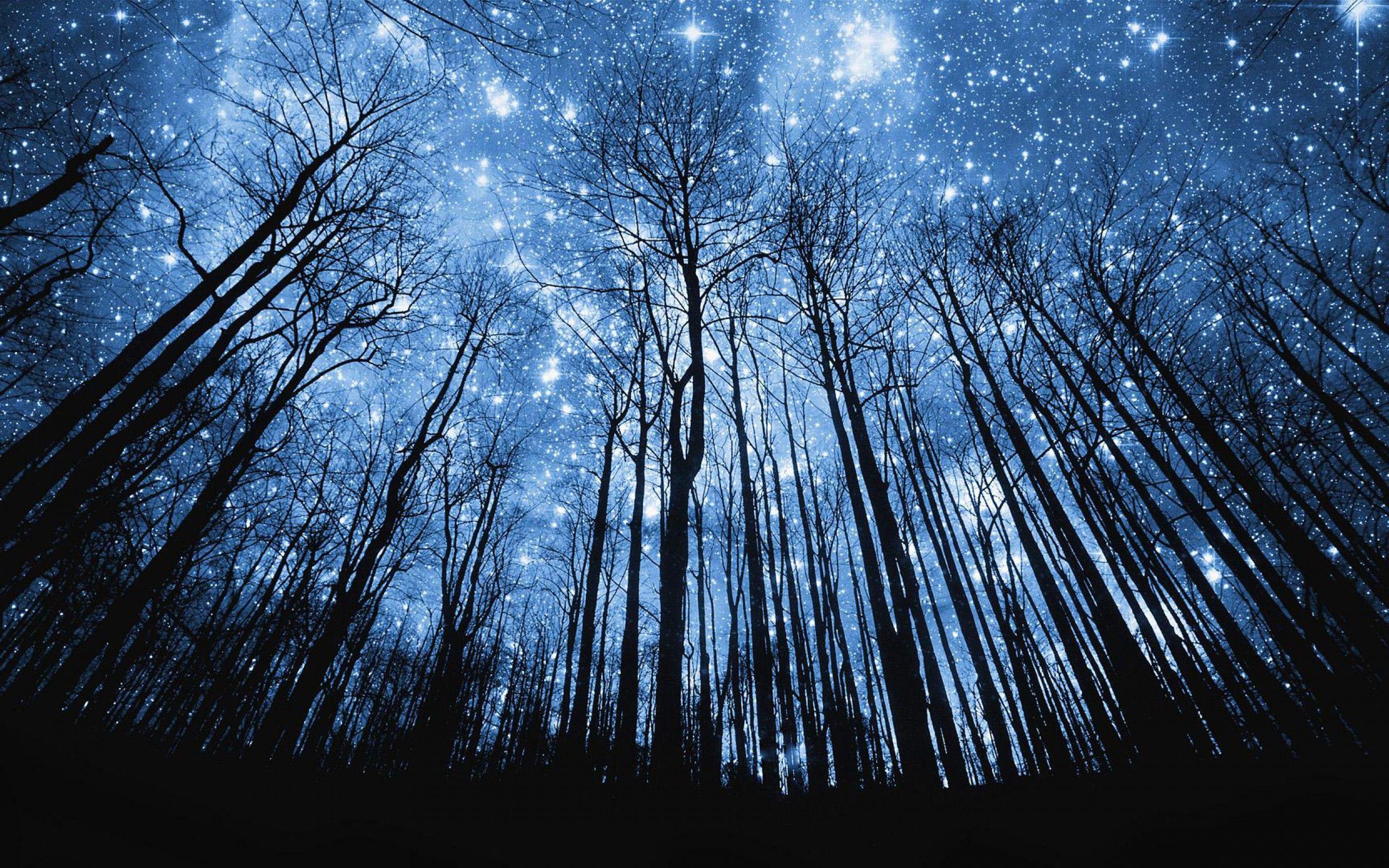 Night Time Forest Wallpapers