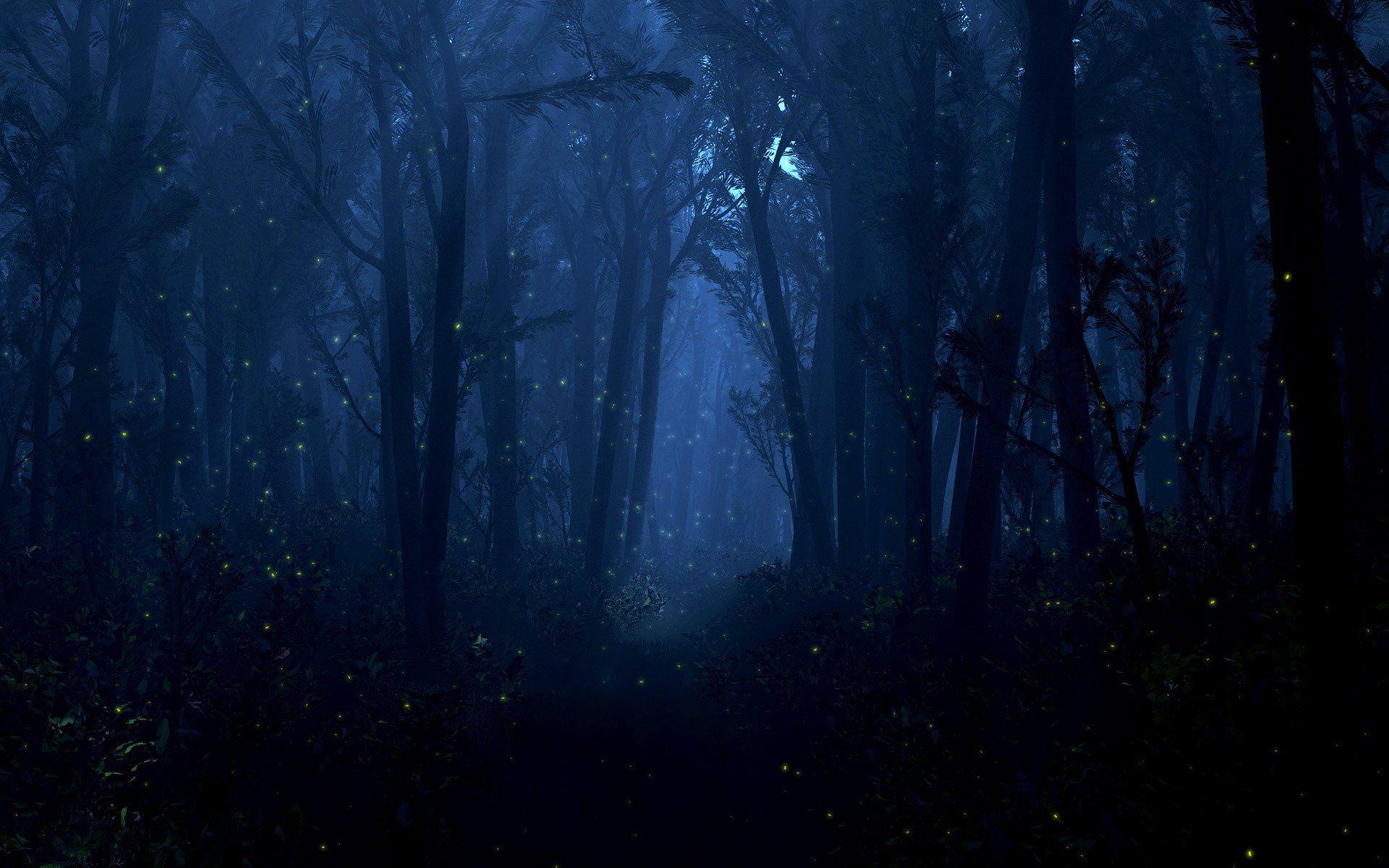 Night Time Forest Wallpapers