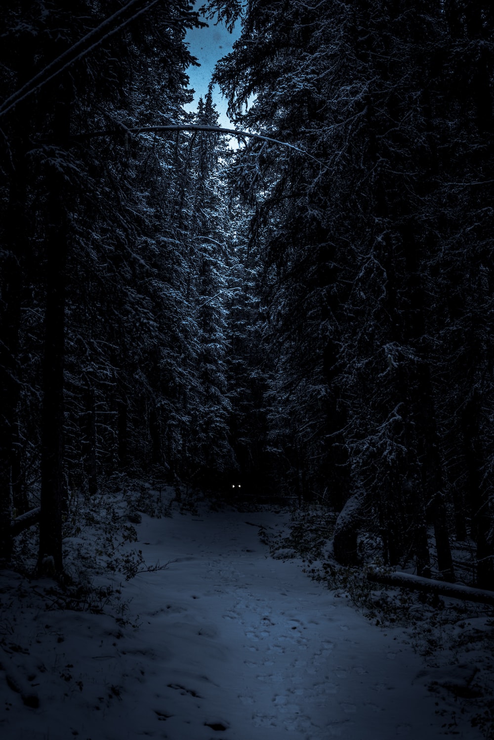 Night Time Forest Wallpapers