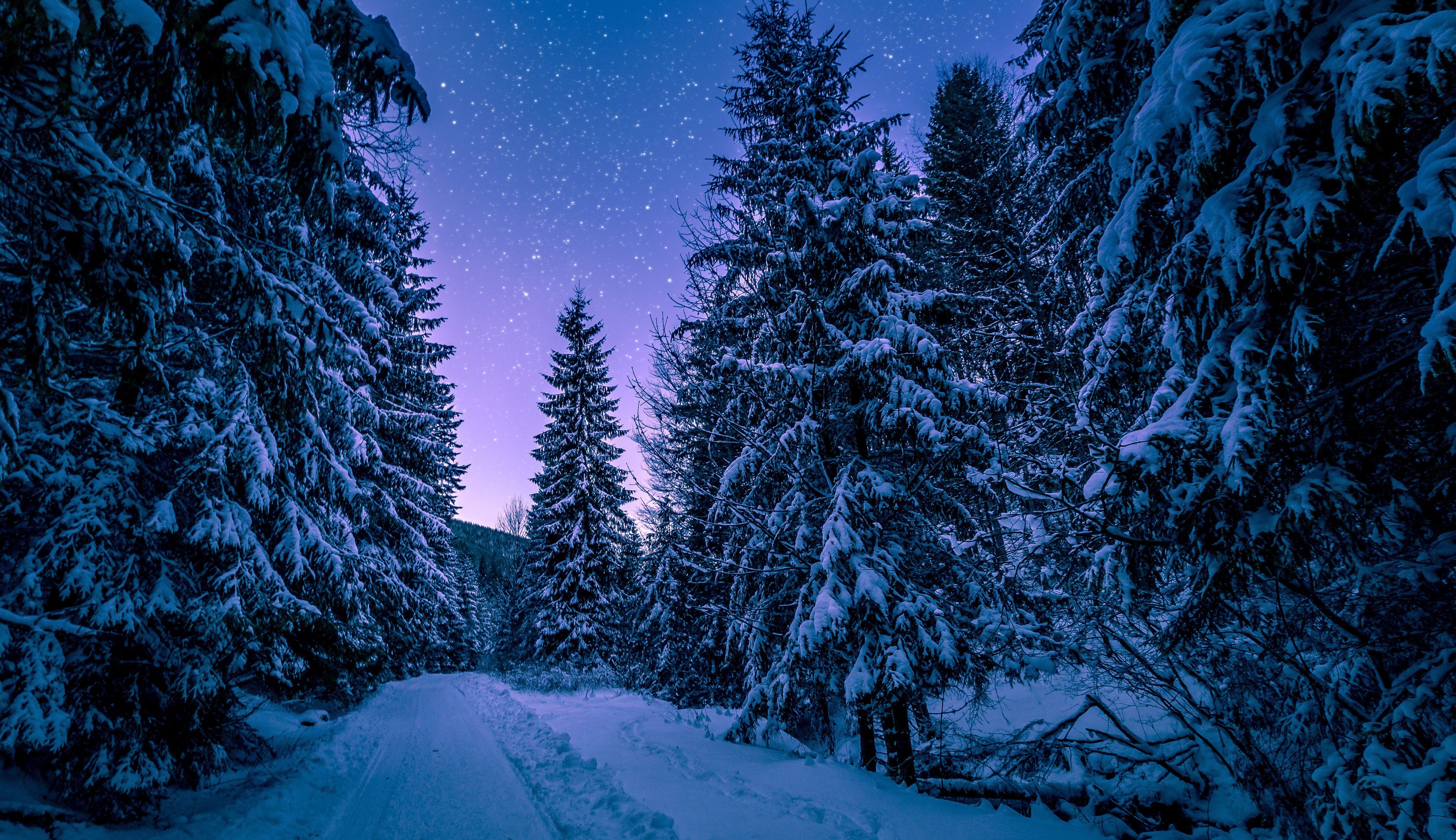 Night Time Forest Wallpapers