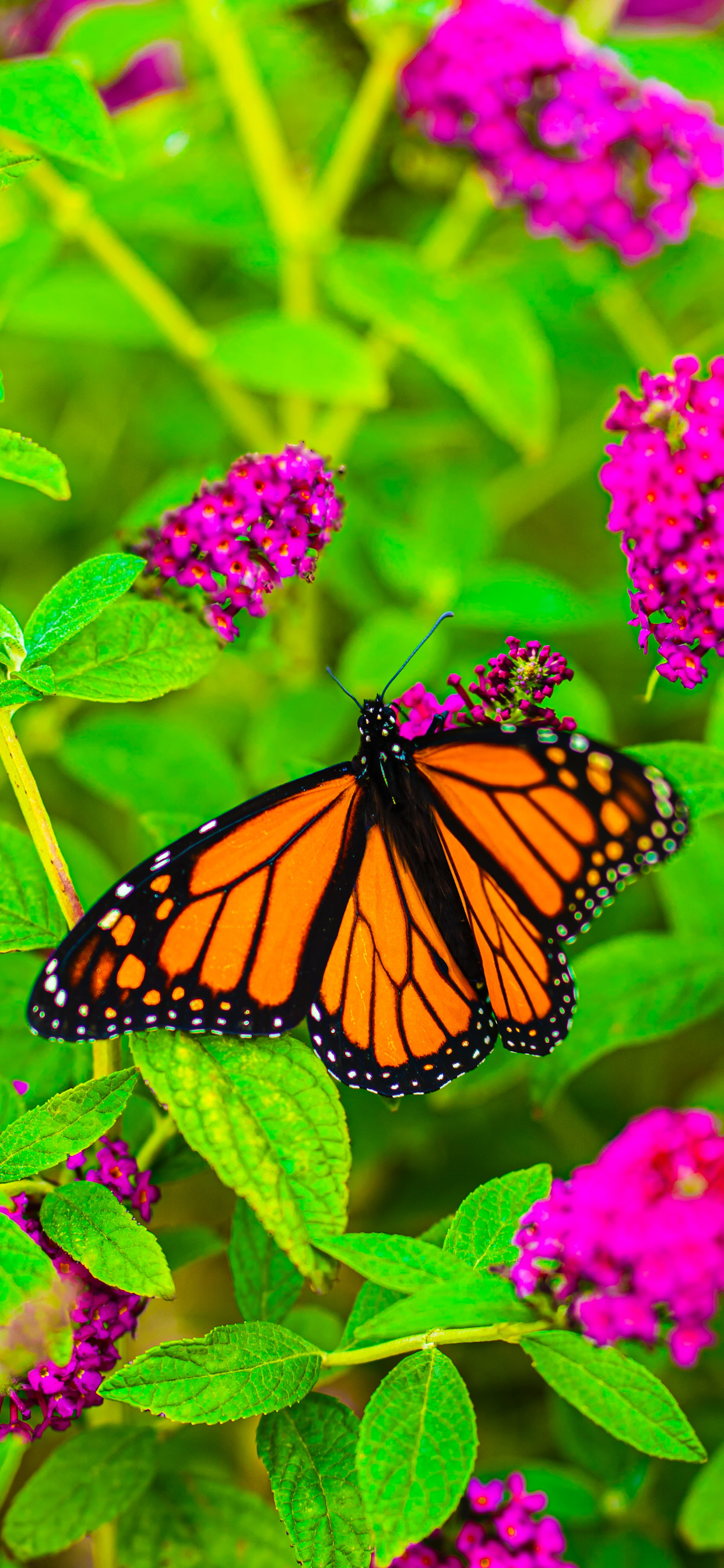 Orange Butterfly Wallpapers