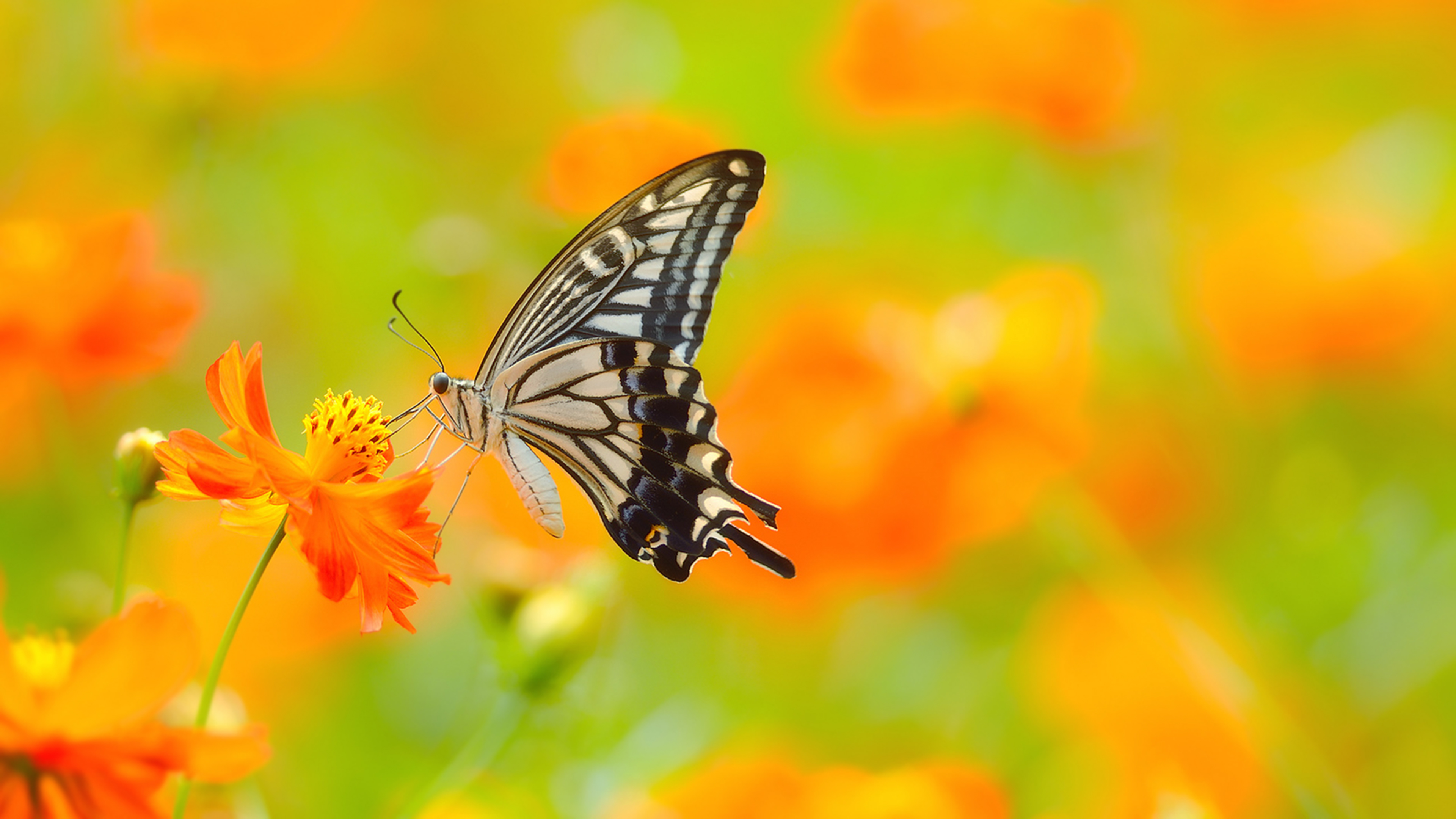 Orange Butterfly Wallpapers