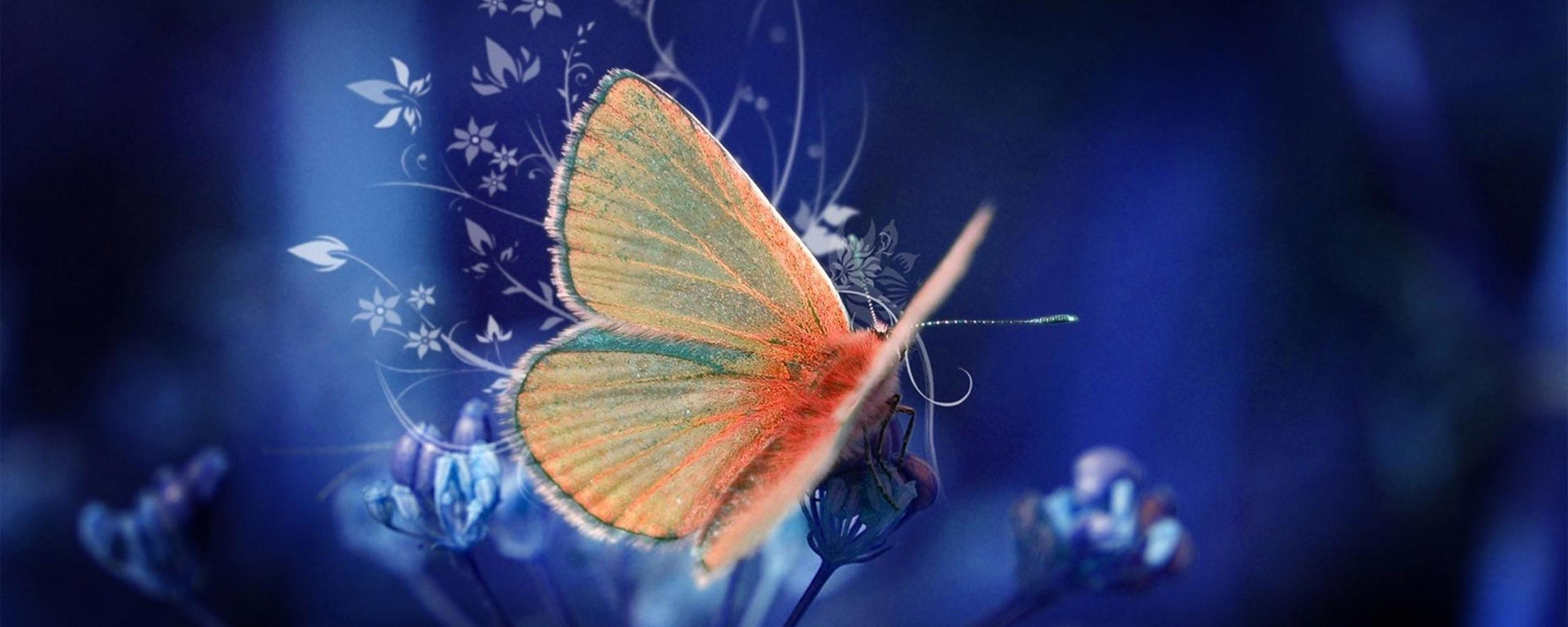 Orange Butterfly Wallpapers