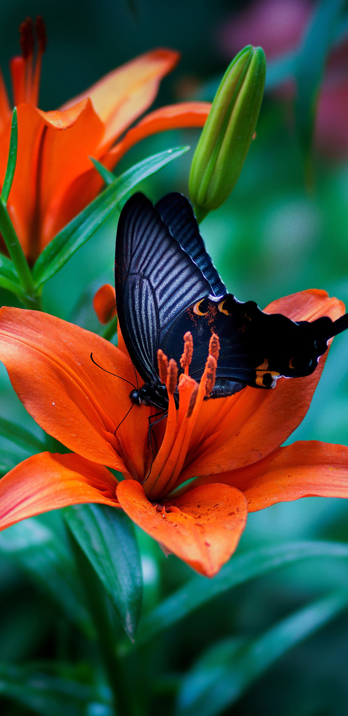 Orange Butterfly Wallpapers