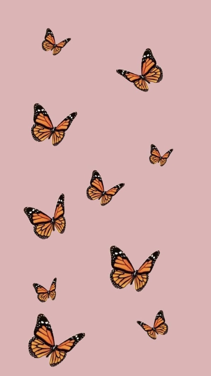 Orange Butterfly Wallpapers