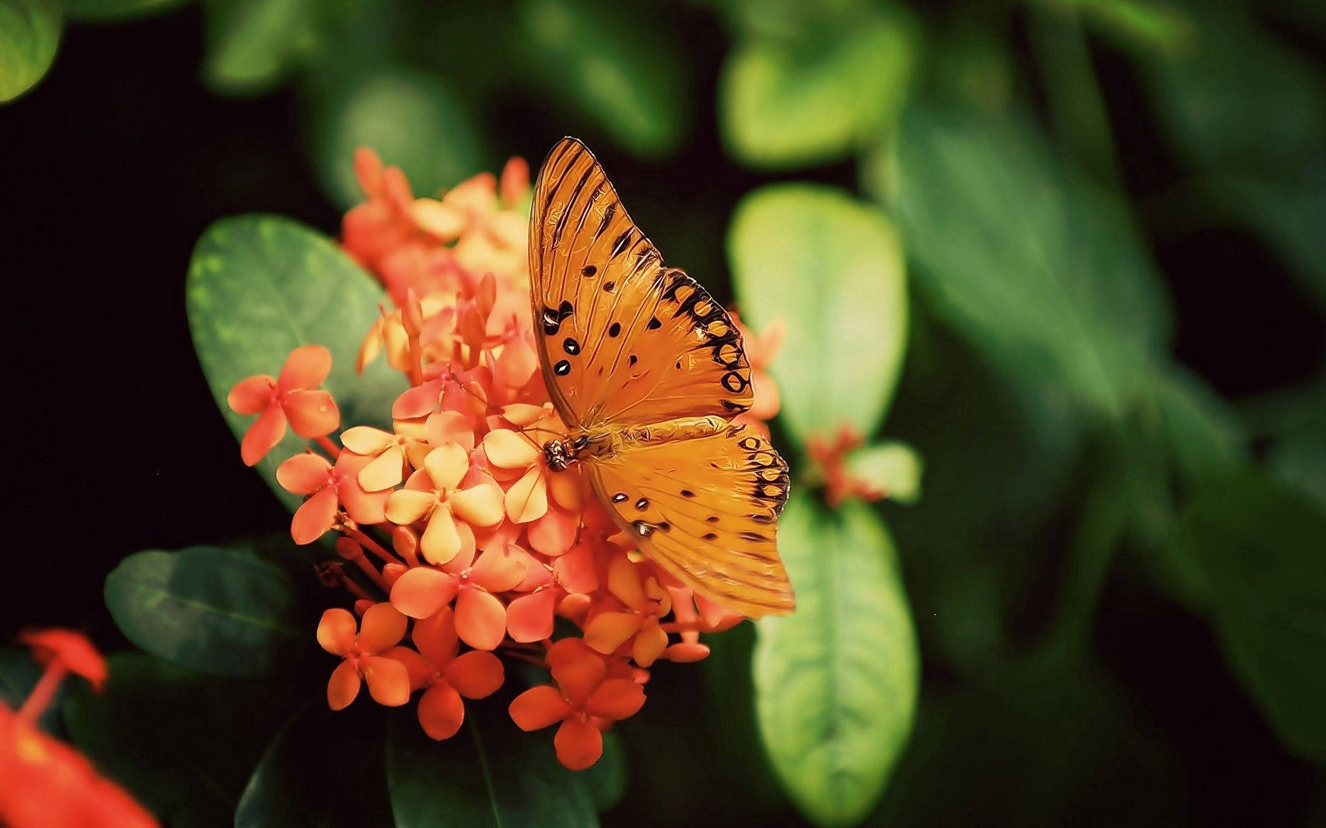 Orange Butterfly Wallpapers