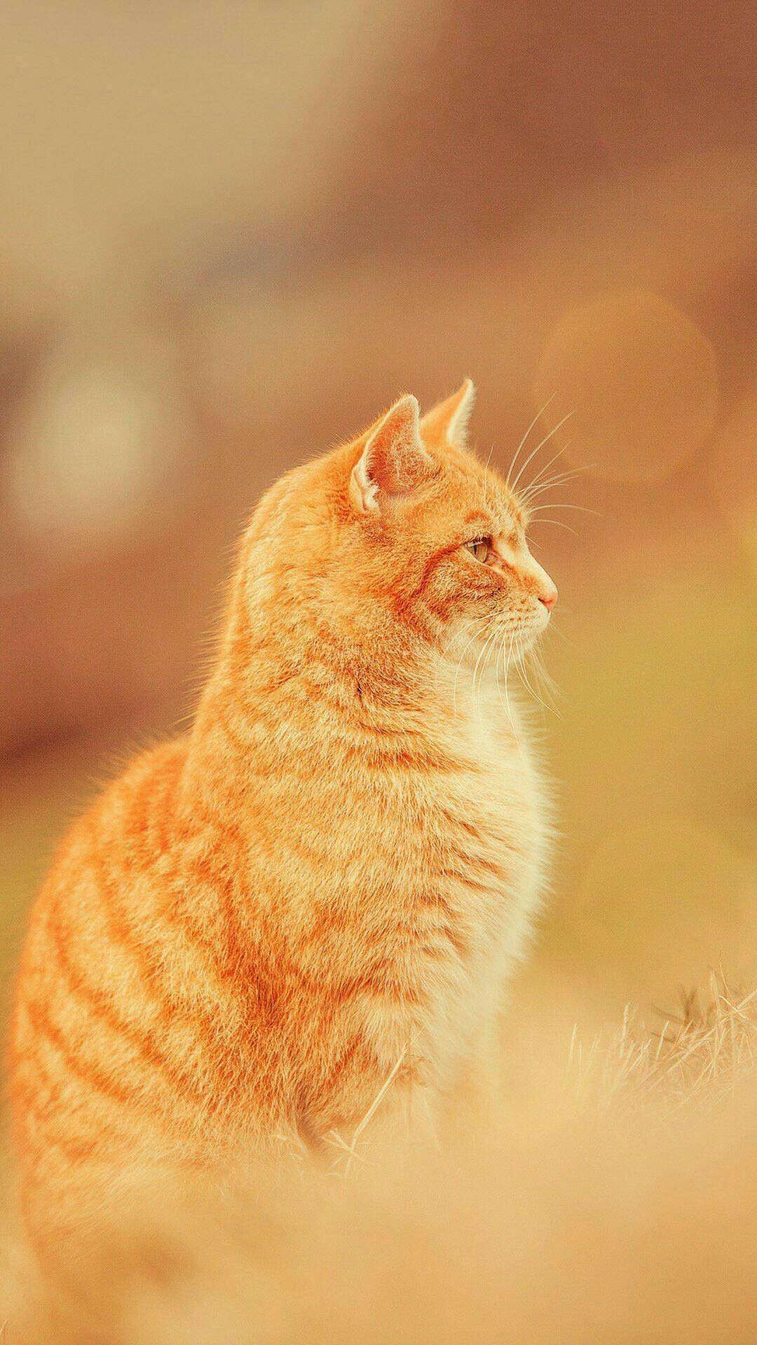 Orange Cat Wallpapers