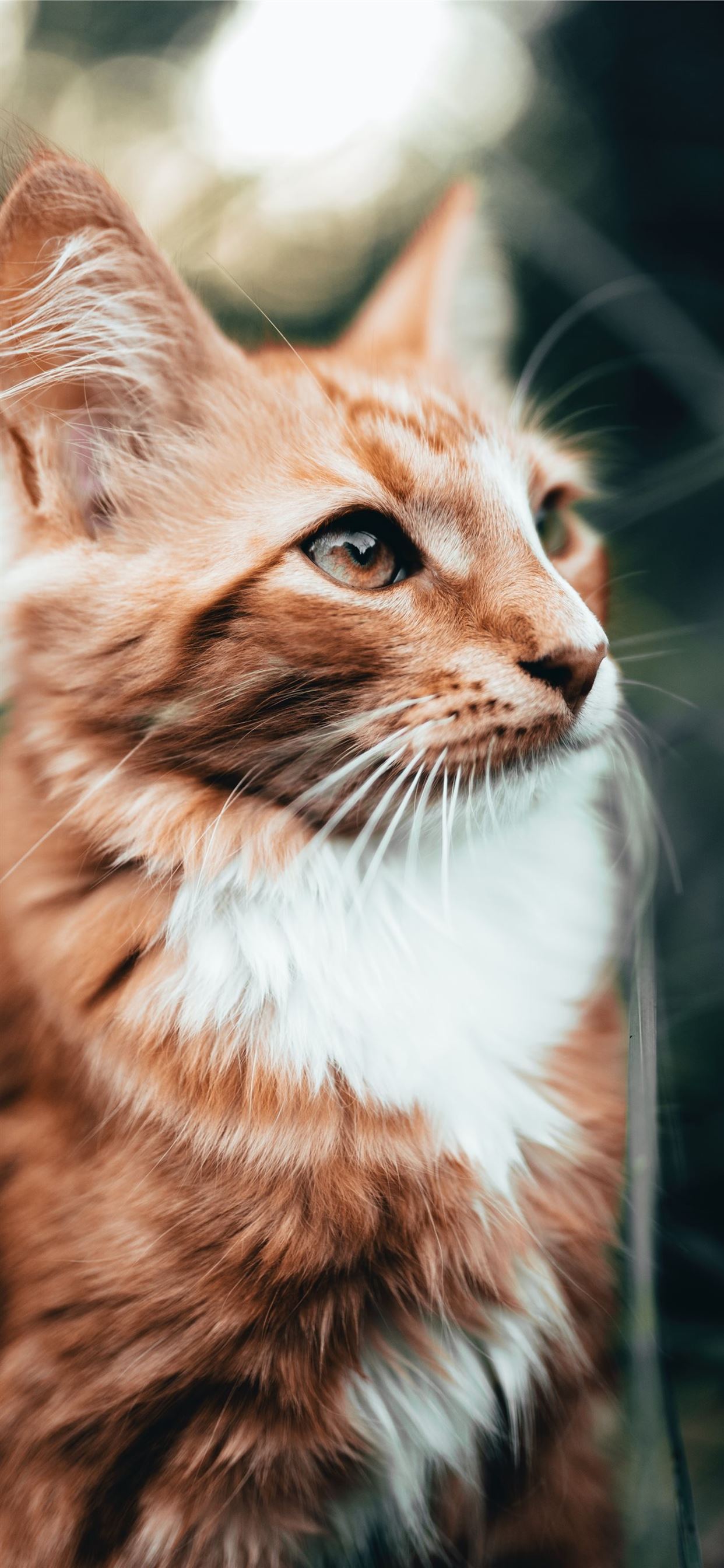 Orange Cat Wallpapers