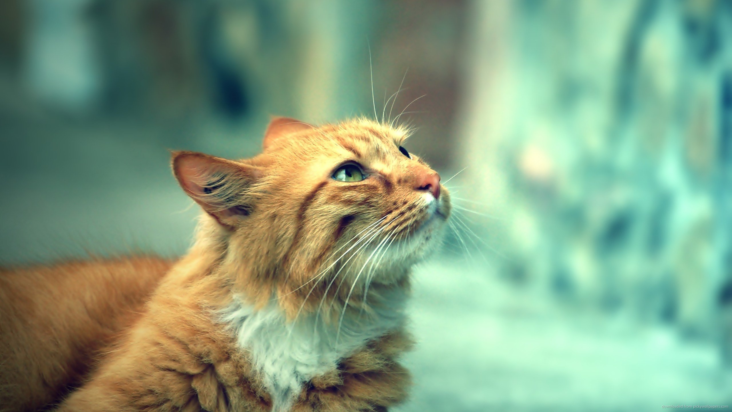 Orange Cat Wallpapers