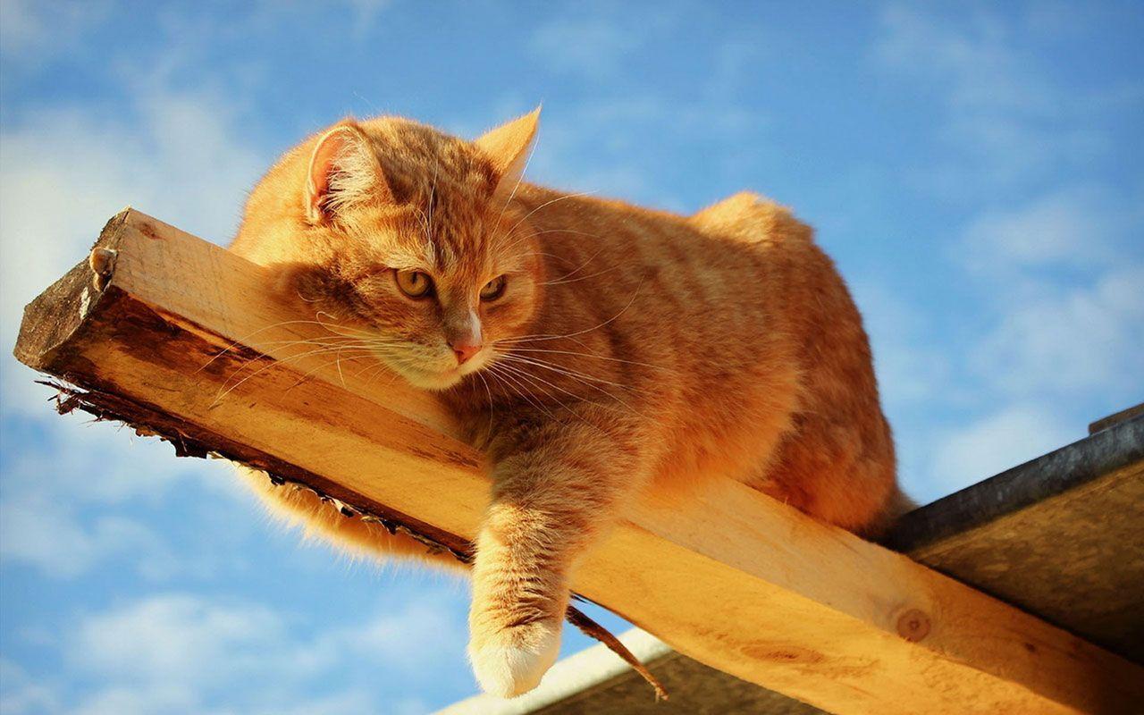 Orange Cat Wallpapers