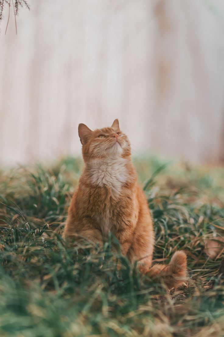 Orange Cat Wallpapers