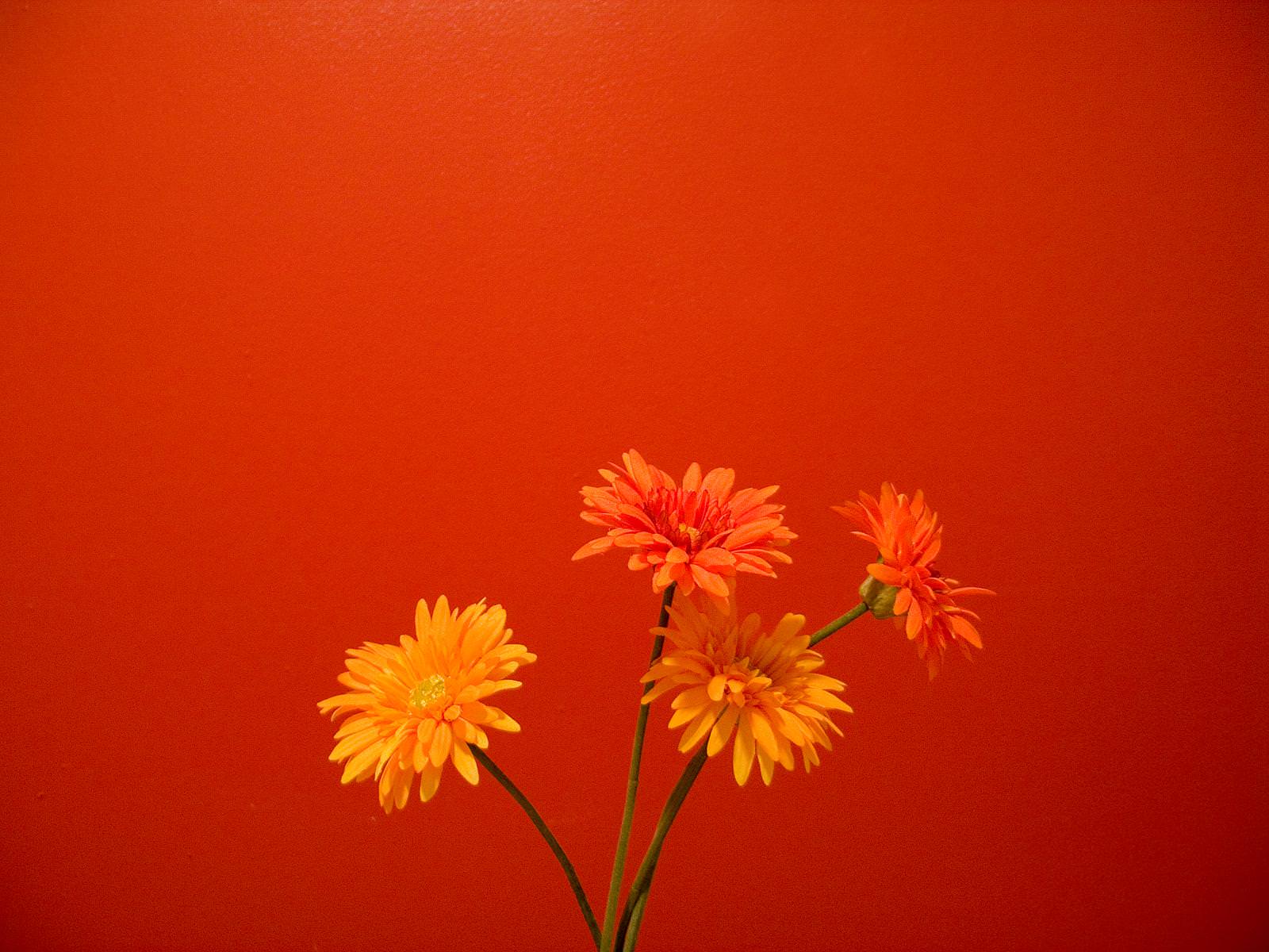 Orange Floral Wallpapers