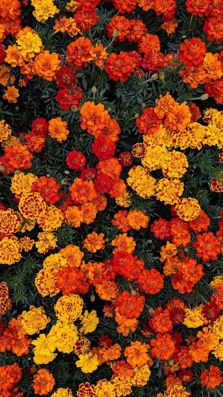 Orange Flower Iphone Wallpapers