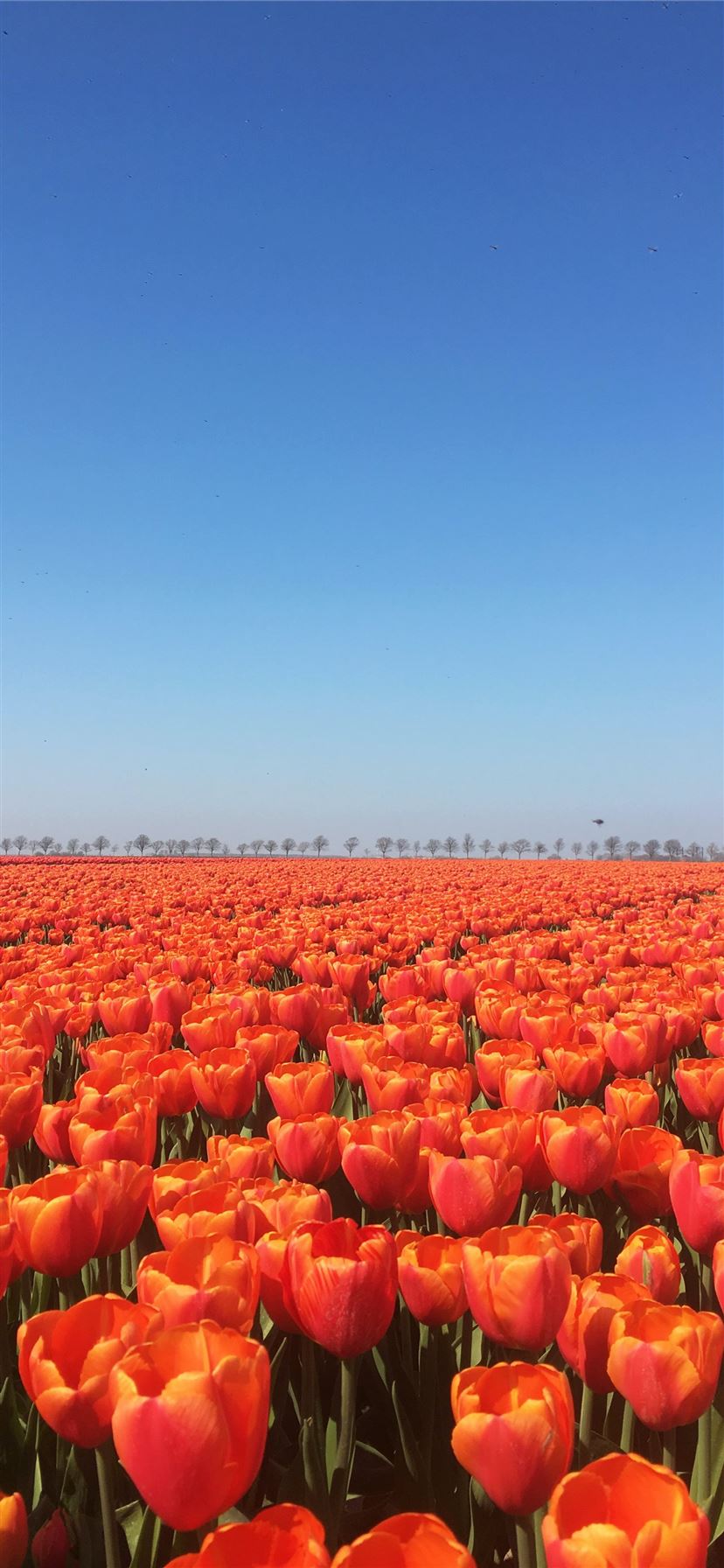 Orange Flower Iphone Wallpapers