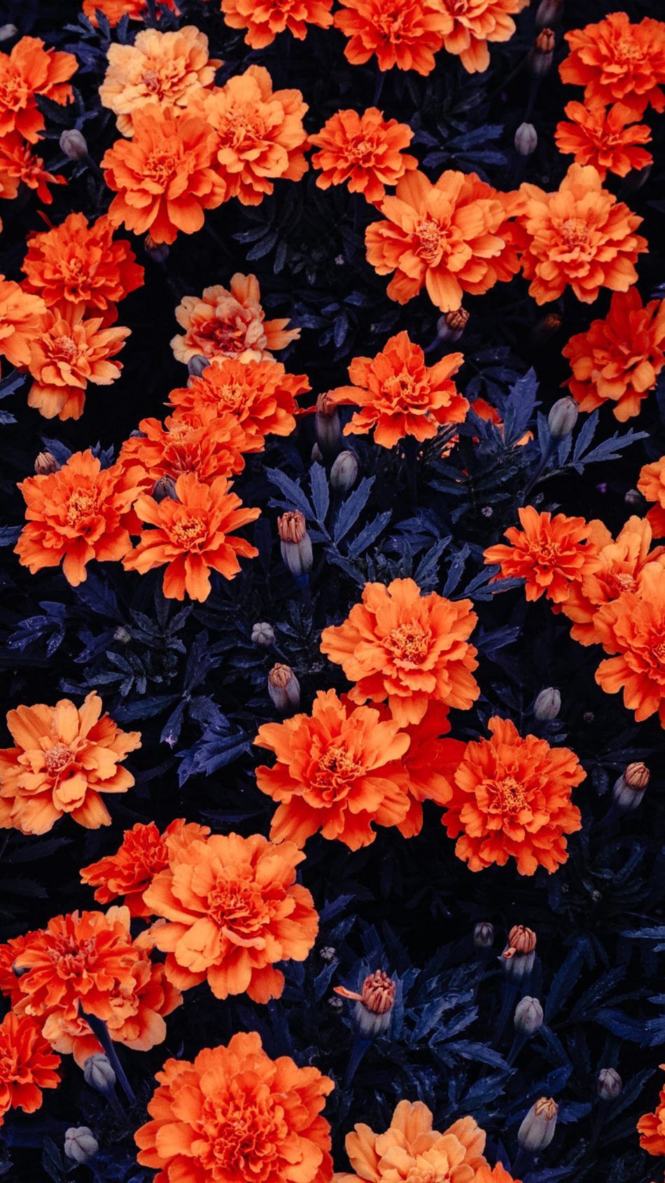 Orange Flowers Wallpapers