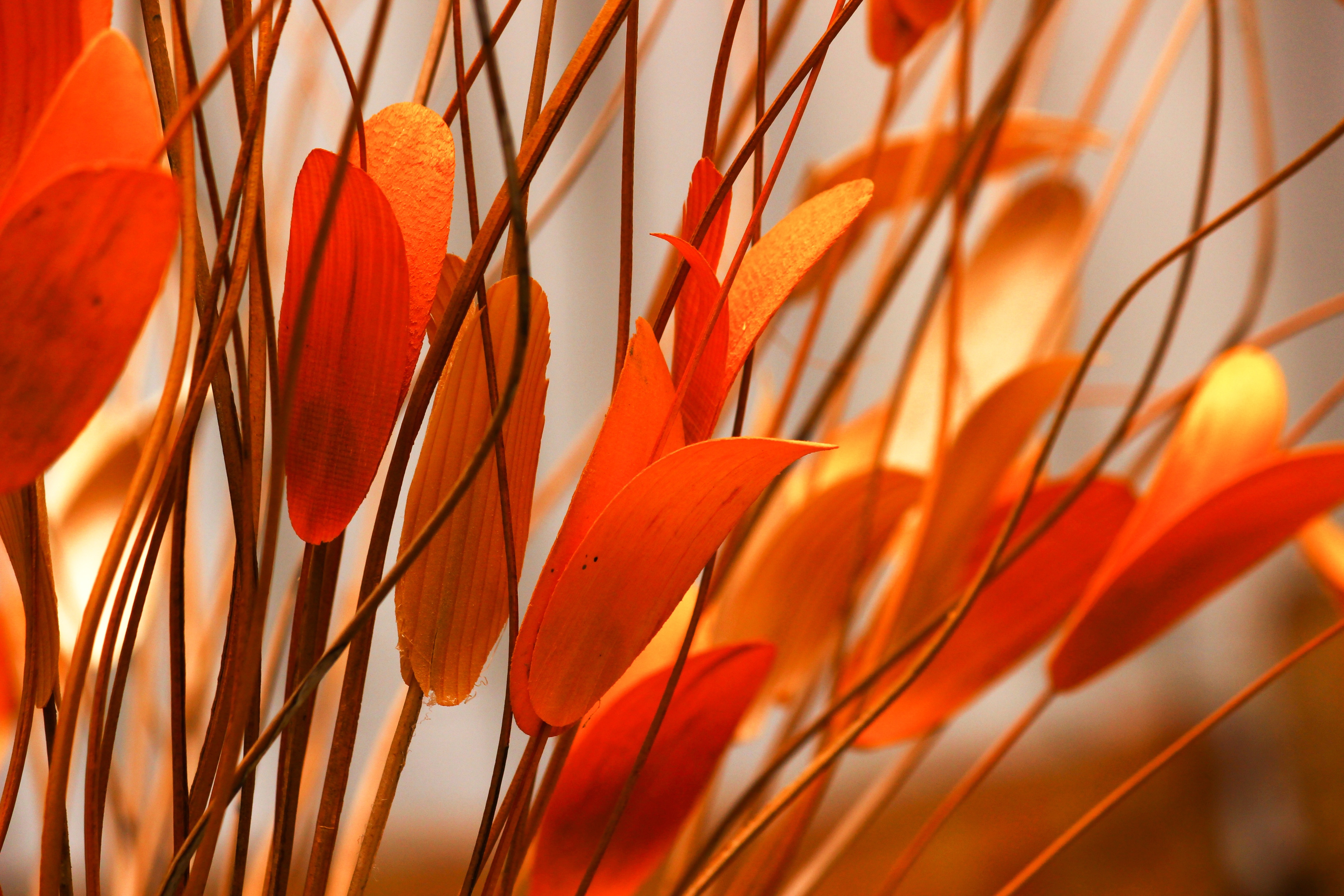 Orange Flowers Wallpapers