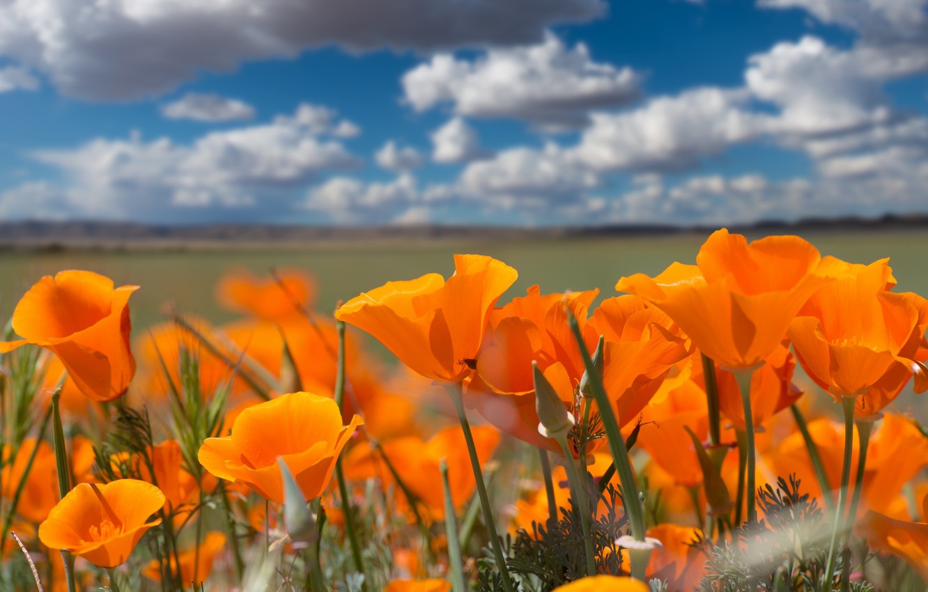 Orange Poppy Wallpapers