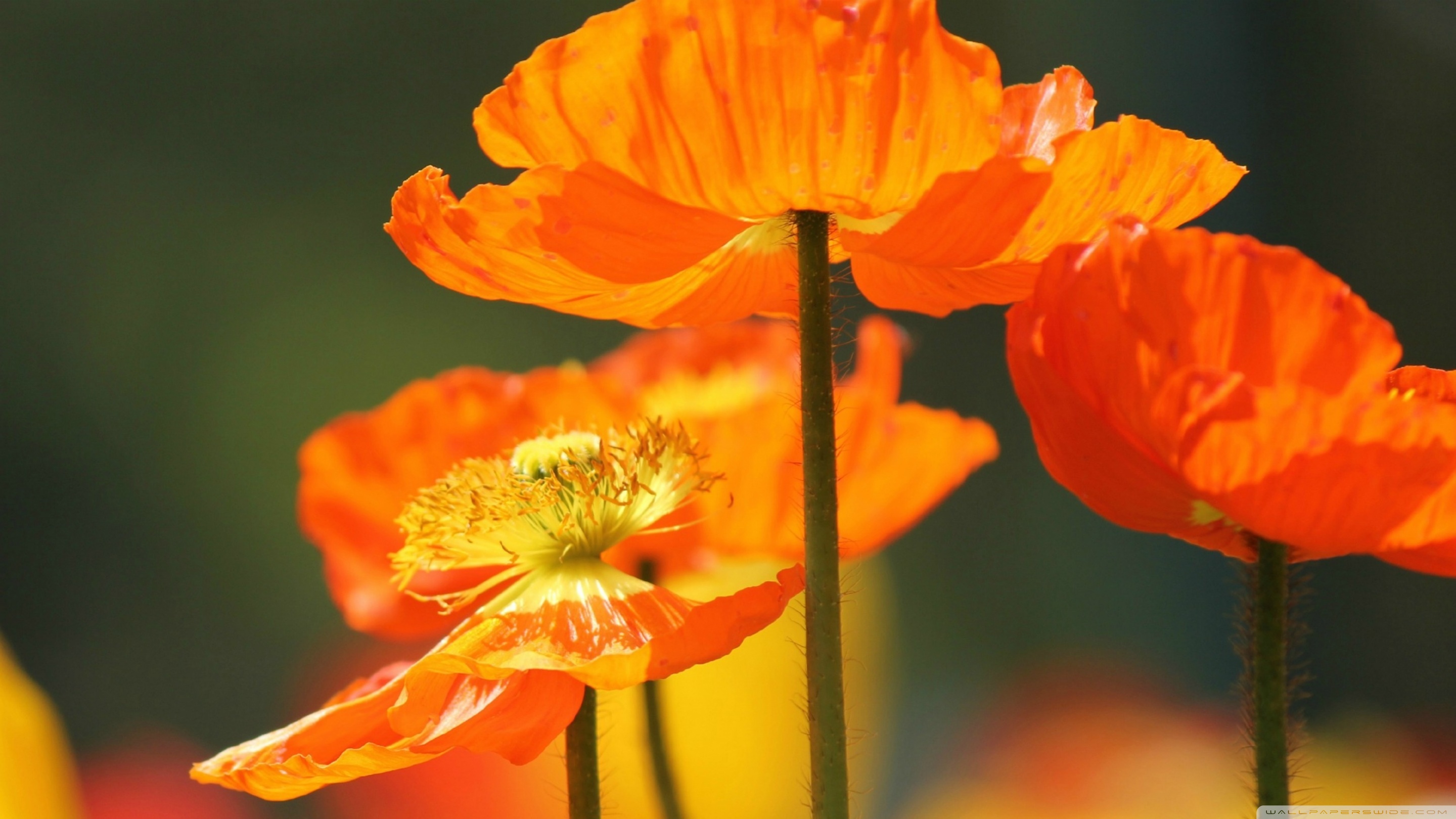 Orange Poppy Wallpapers