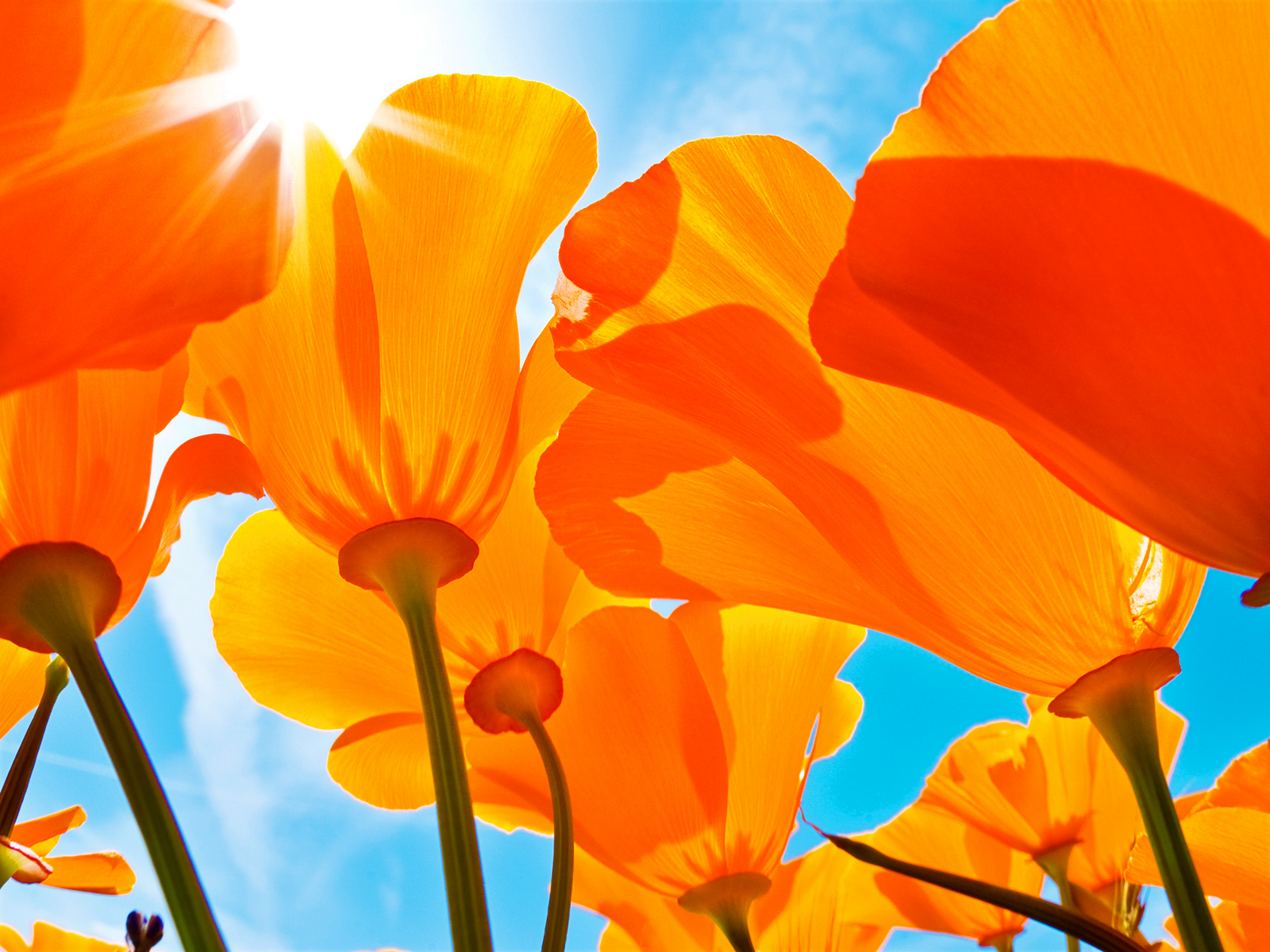 Orange Poppy Wallpapers