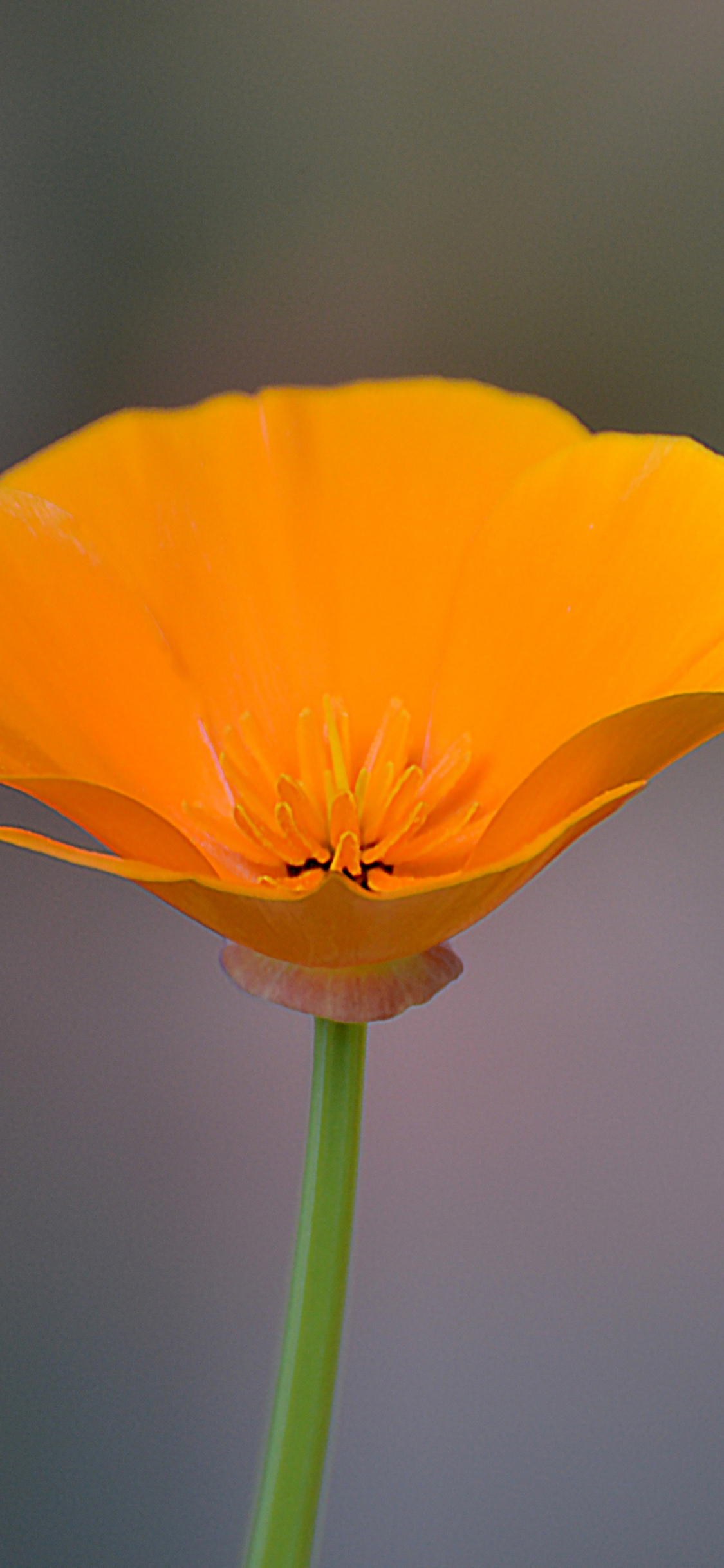 Orange Poppy Wallpapers