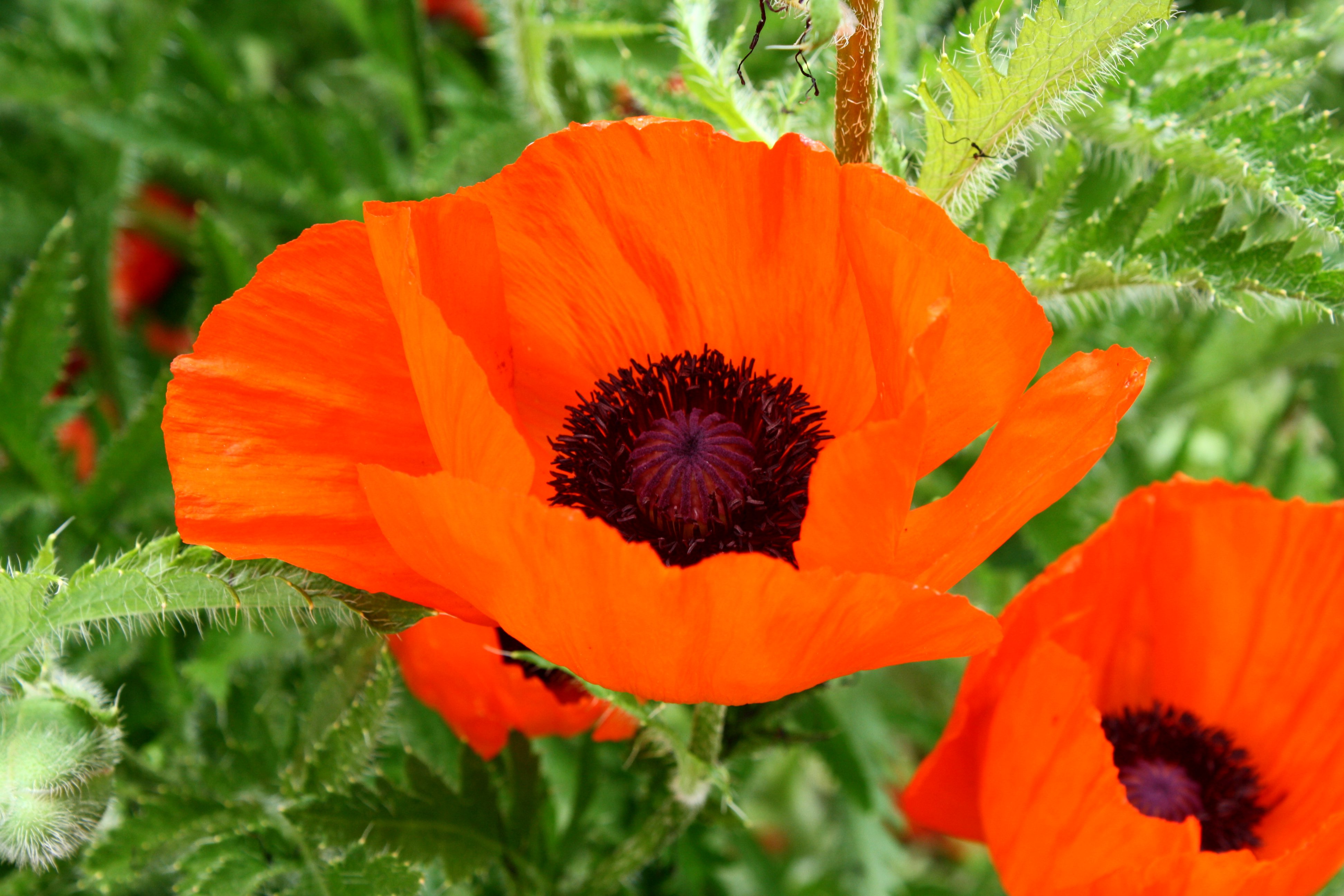 Orange Poppy Wallpapers