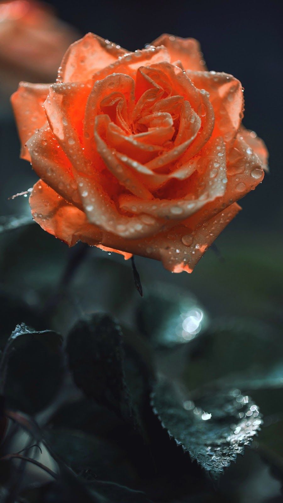 Orange Rose Iphone Wallpapers