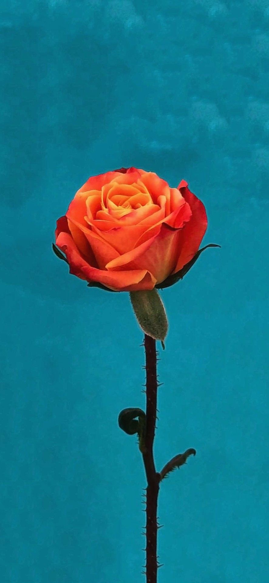 Orange Rose Iphone Wallpapers