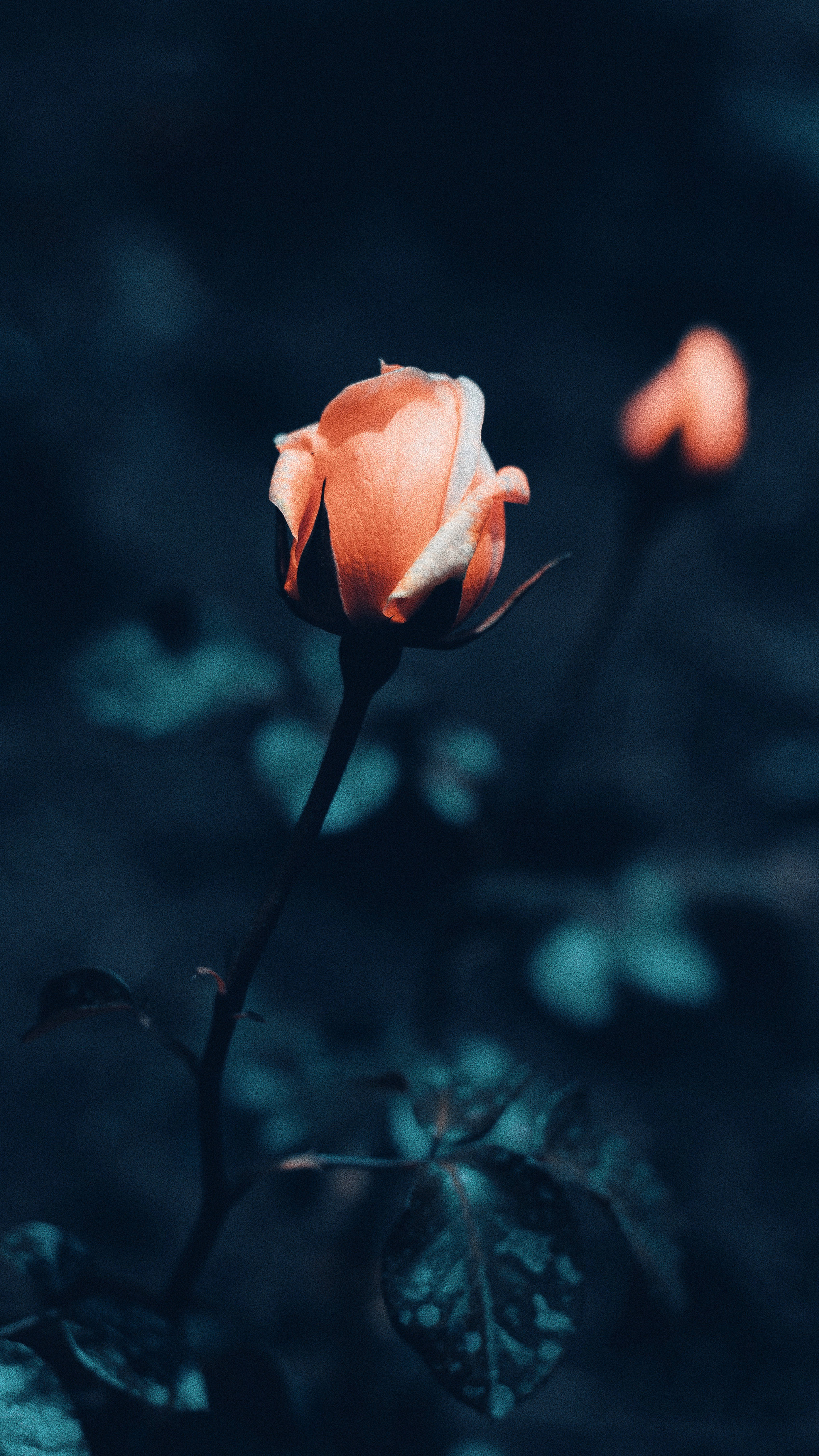 Orange Rose Iphone Wallpapers