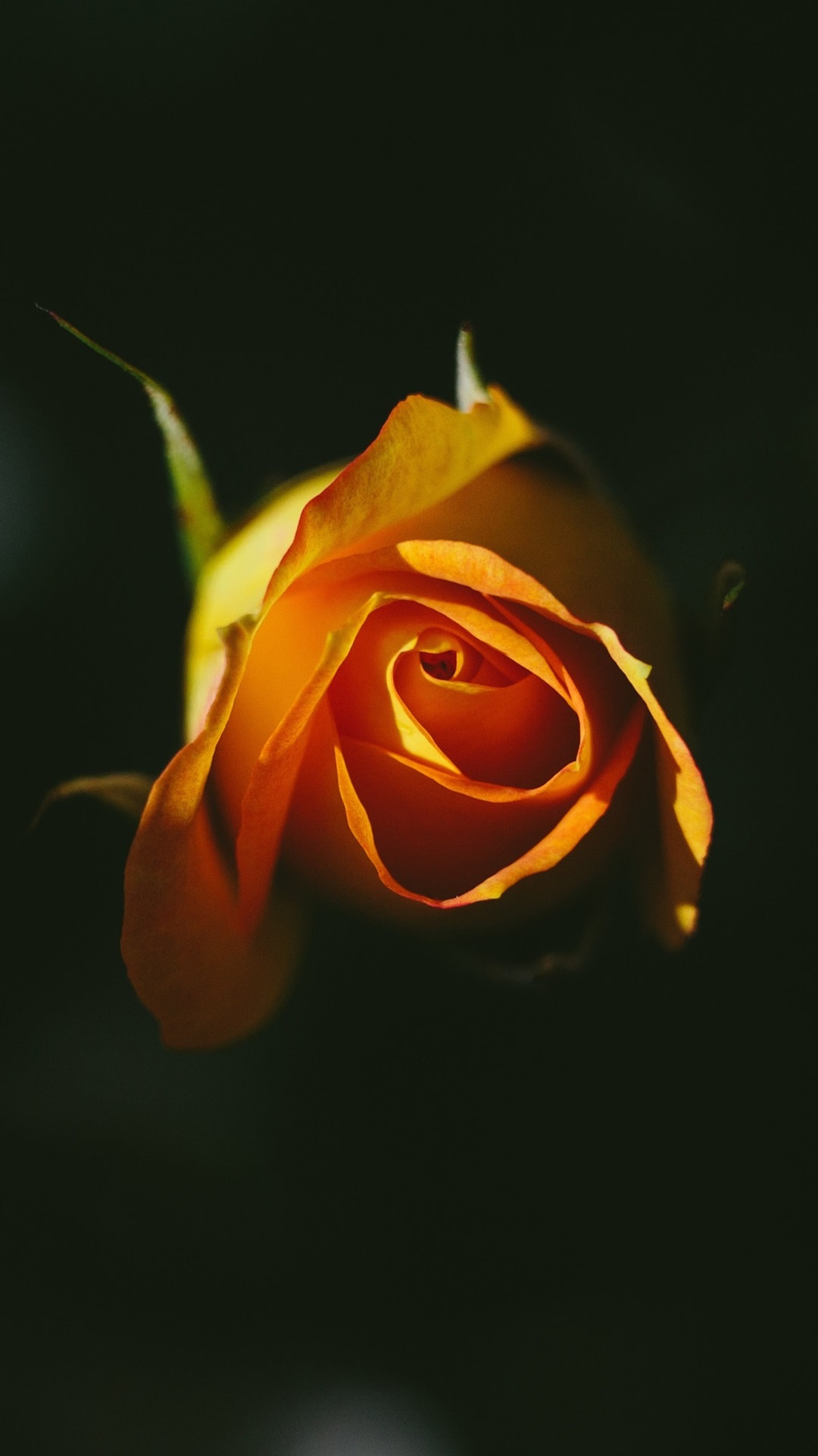 Orange Rose Iphone Wallpapers