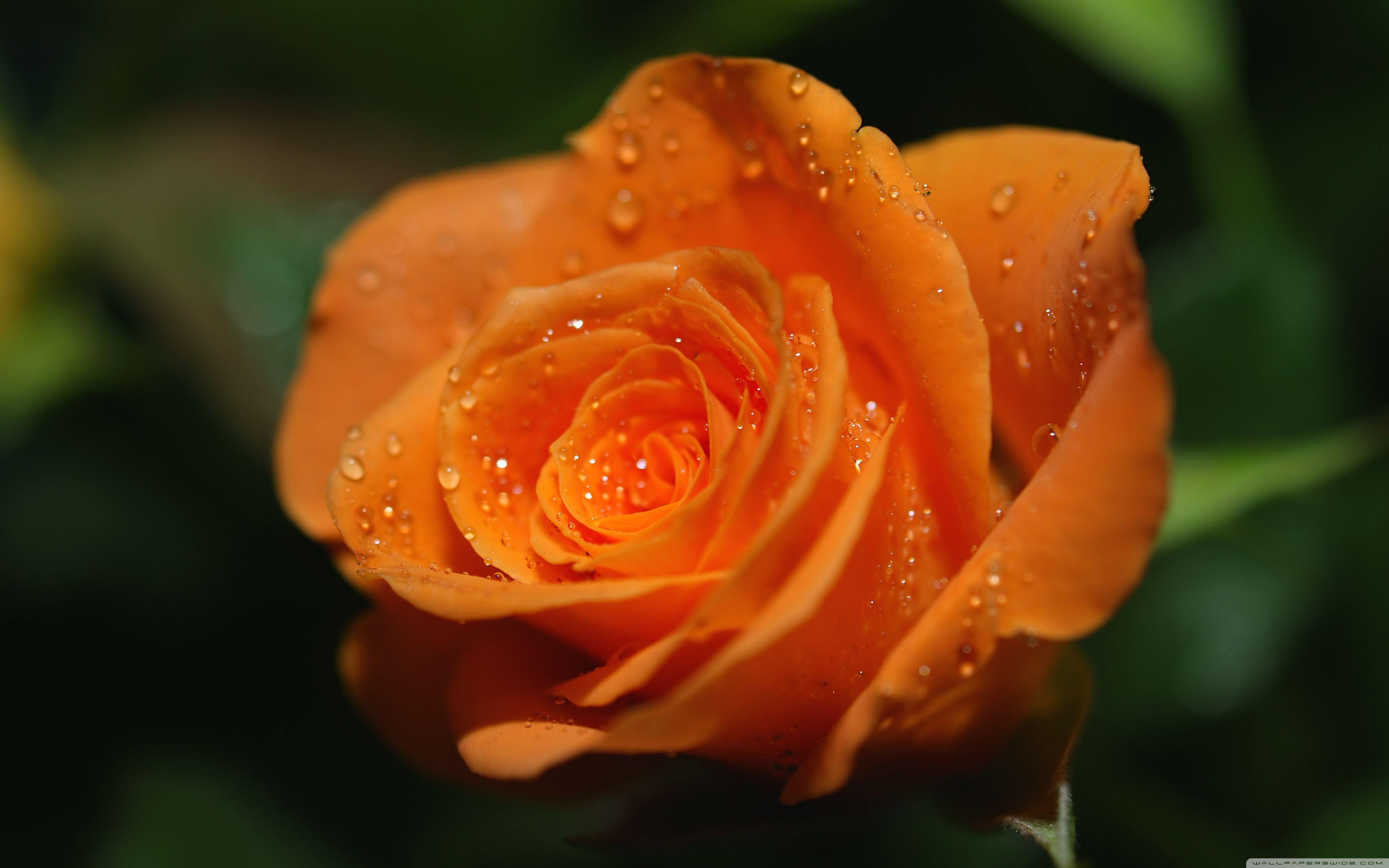 Orange Roses Desktop Wallpapers