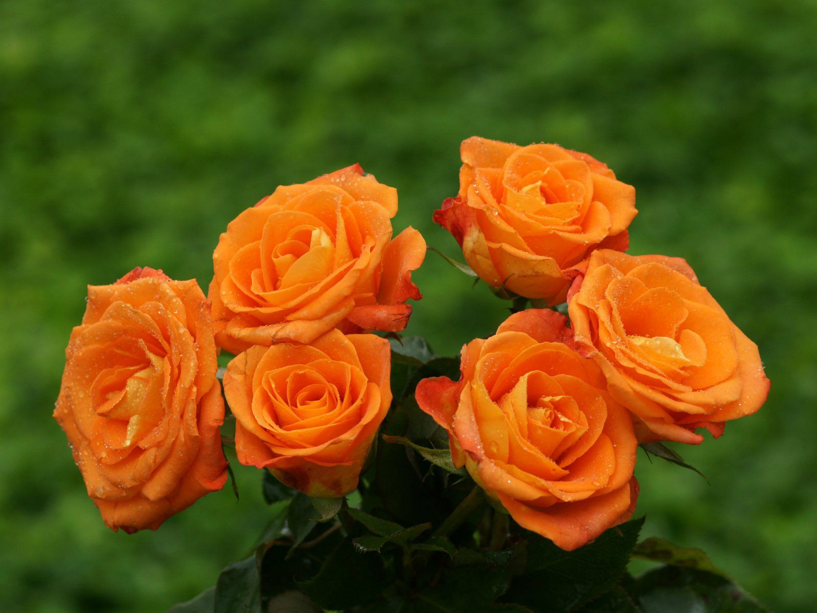 Orange Roses Desktop Wallpapers