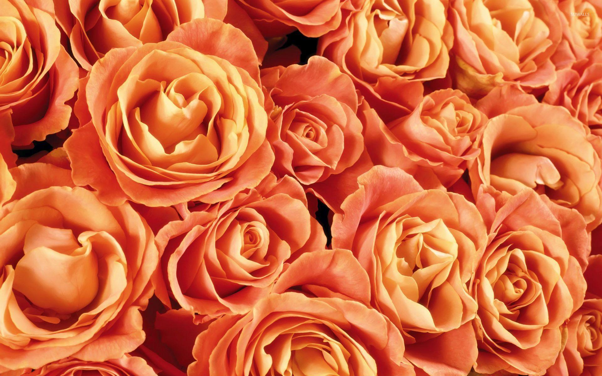 Orange Roses Desktop Wallpapers